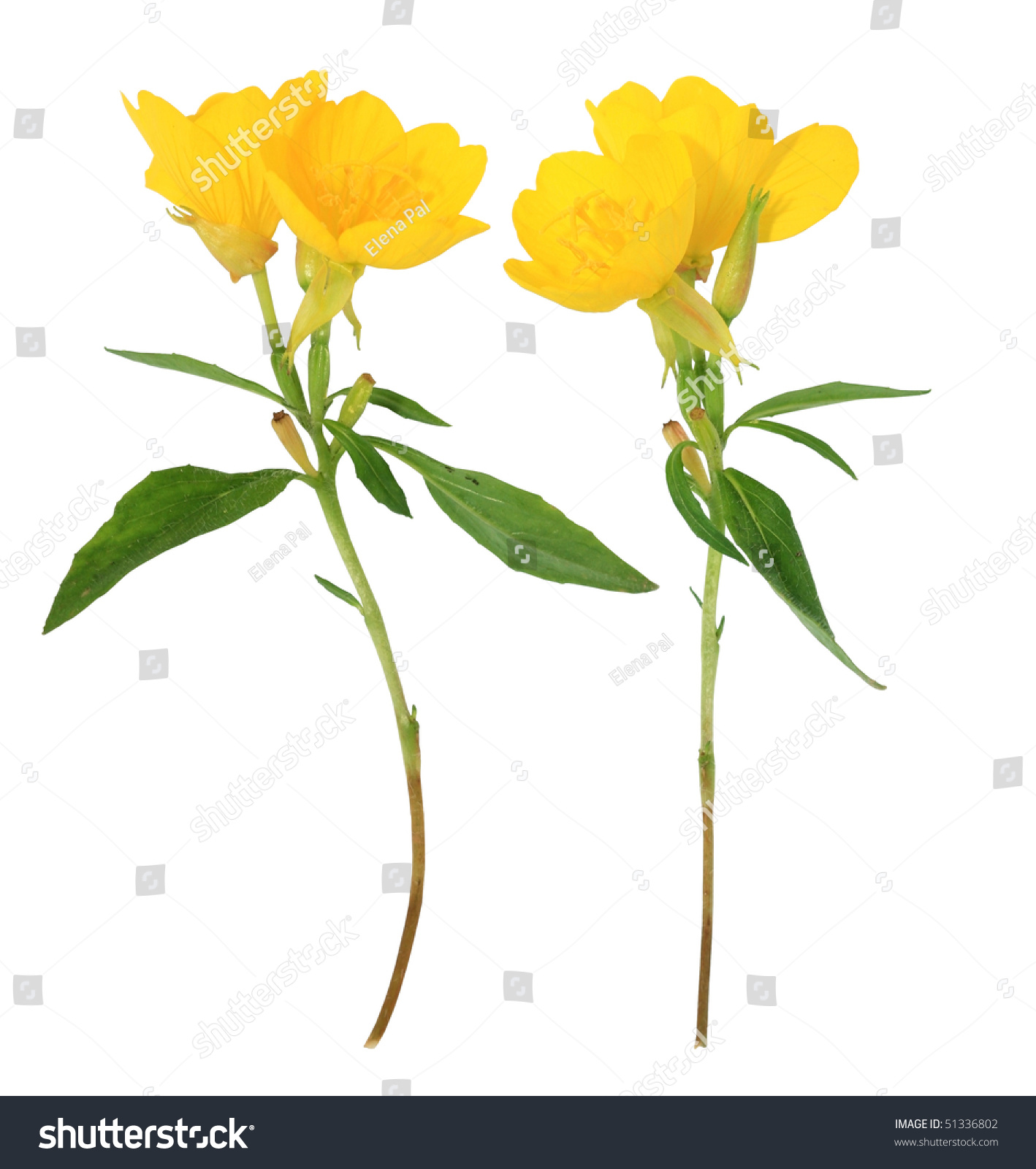 Two Yellow Flowers On White Background Stock Illustration 51336802 ...
