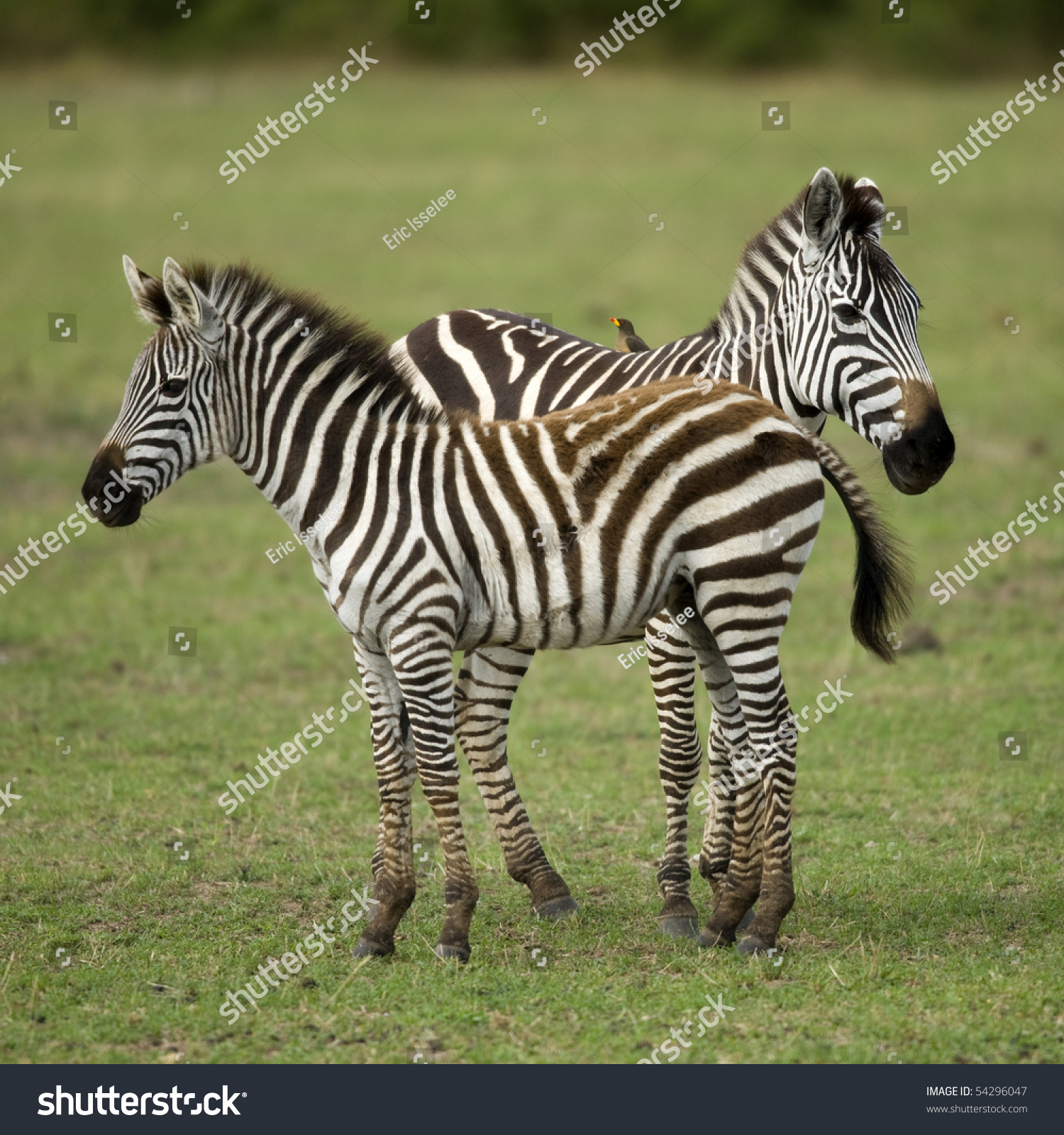 Two Zebras Standing Field Grass Stock Photo 54296047 - Shutterstock