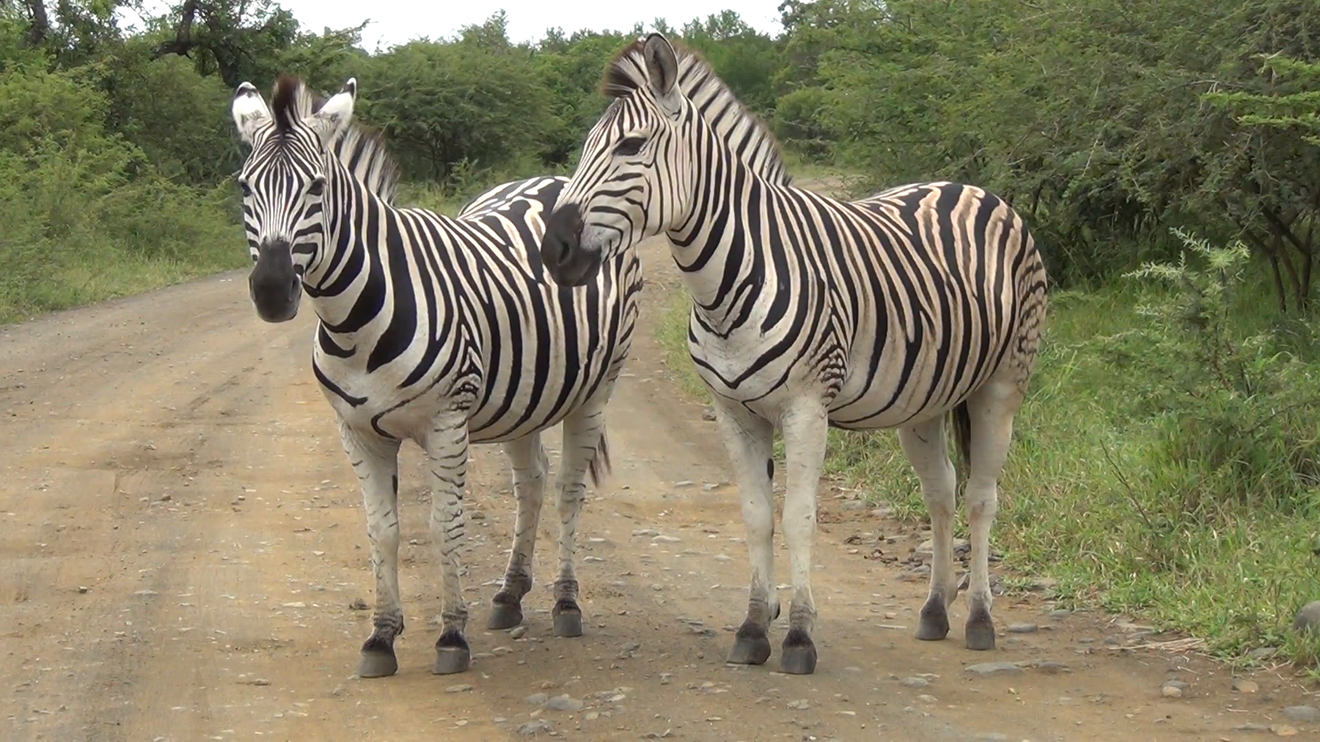 Two Zebra standing on a dirt road. Stock Video Footage - Videoblocks