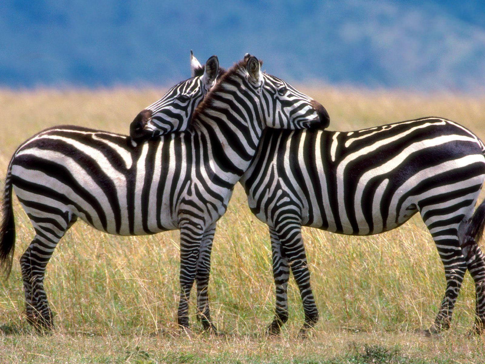standing together ( #zebras #wildlife #animals ) ✌eace | H U M A N ...