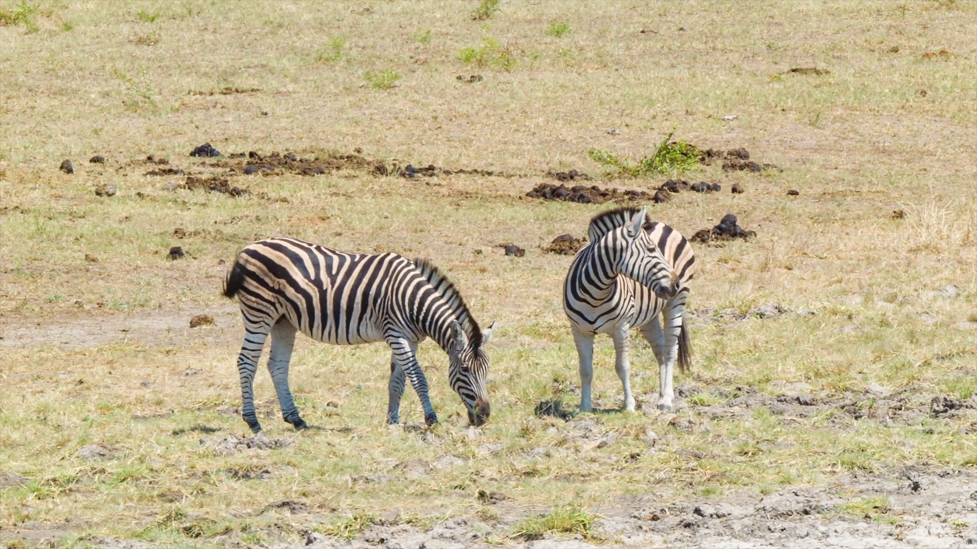 Two Zebras Standing in African Plain Eating from Short Grass on a ...