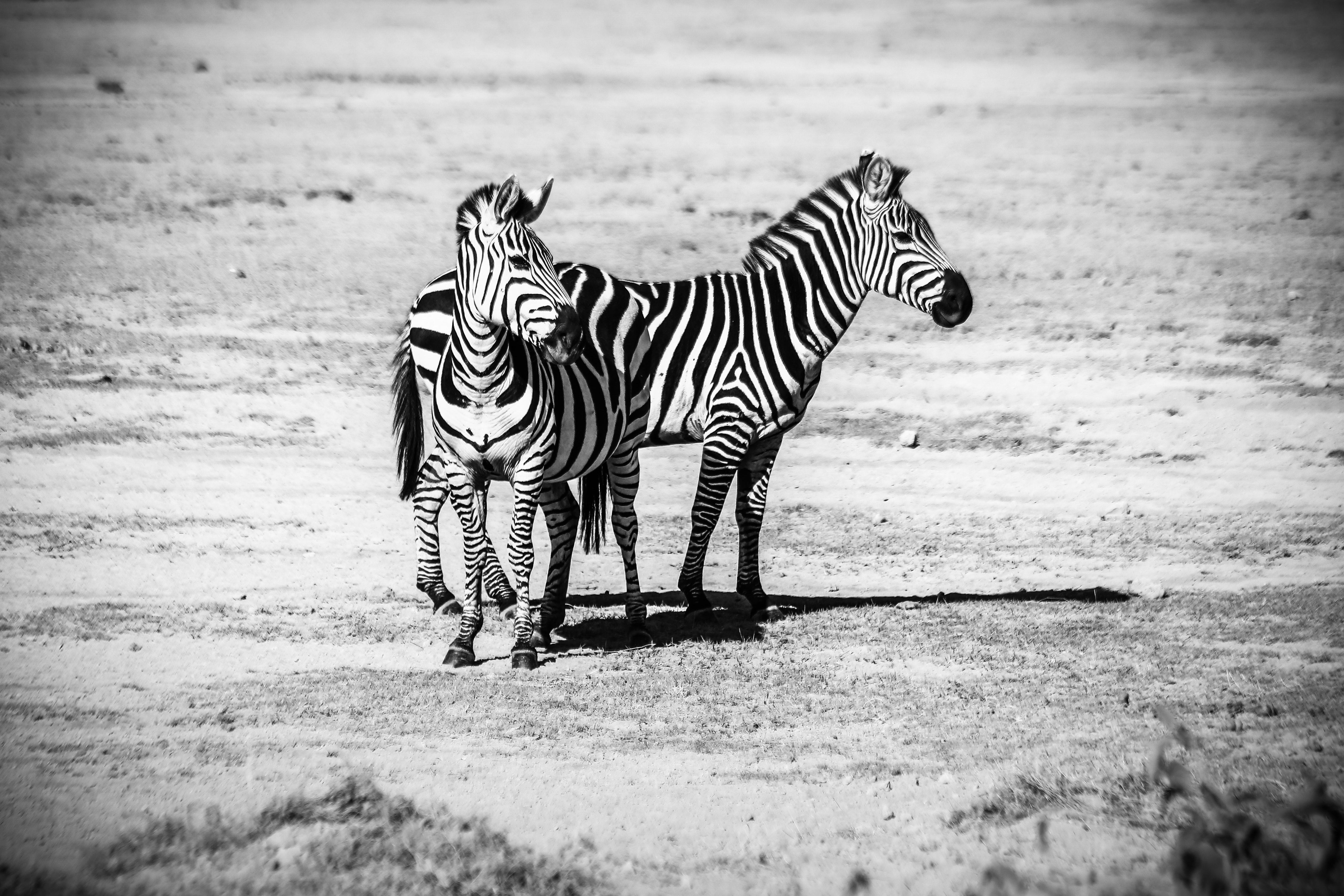 Two Zebras Standing, Animal photography, Park, Wildlife, Wild, HQ Photo