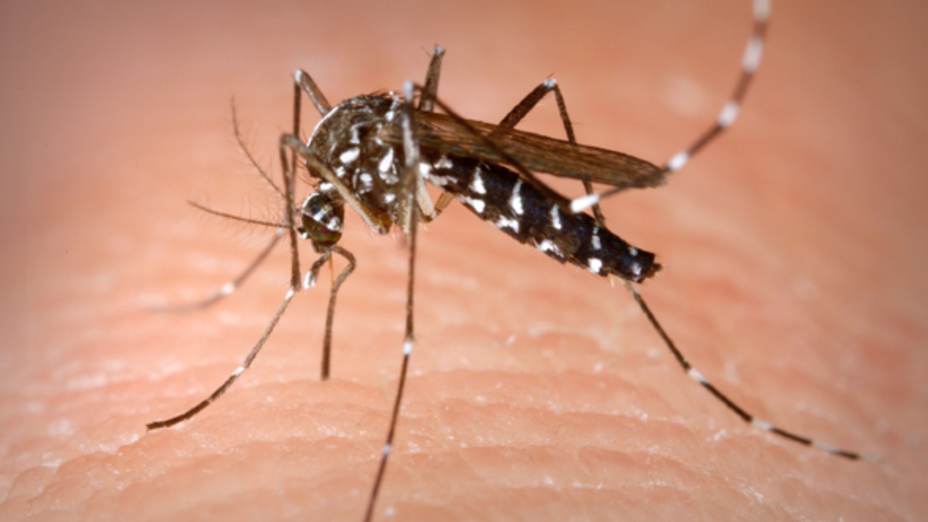 Top 6 Worst Species of Mosquito in the U.S. | MorgansLists