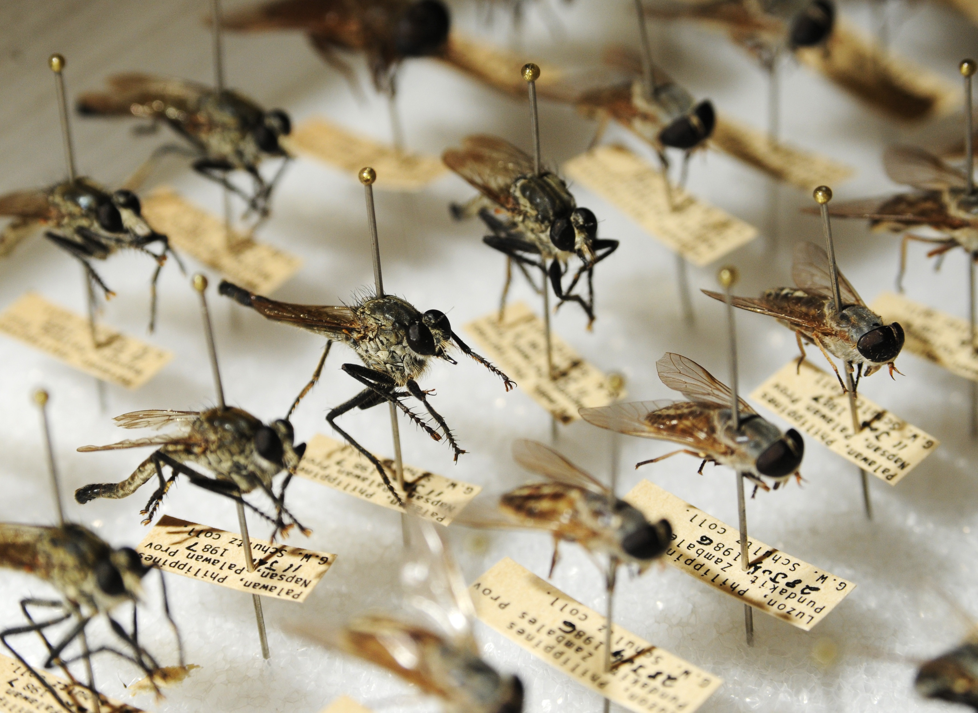 Types of Mosquitoes, Animal, Fly, Insect, Mosquito, HQ Photo