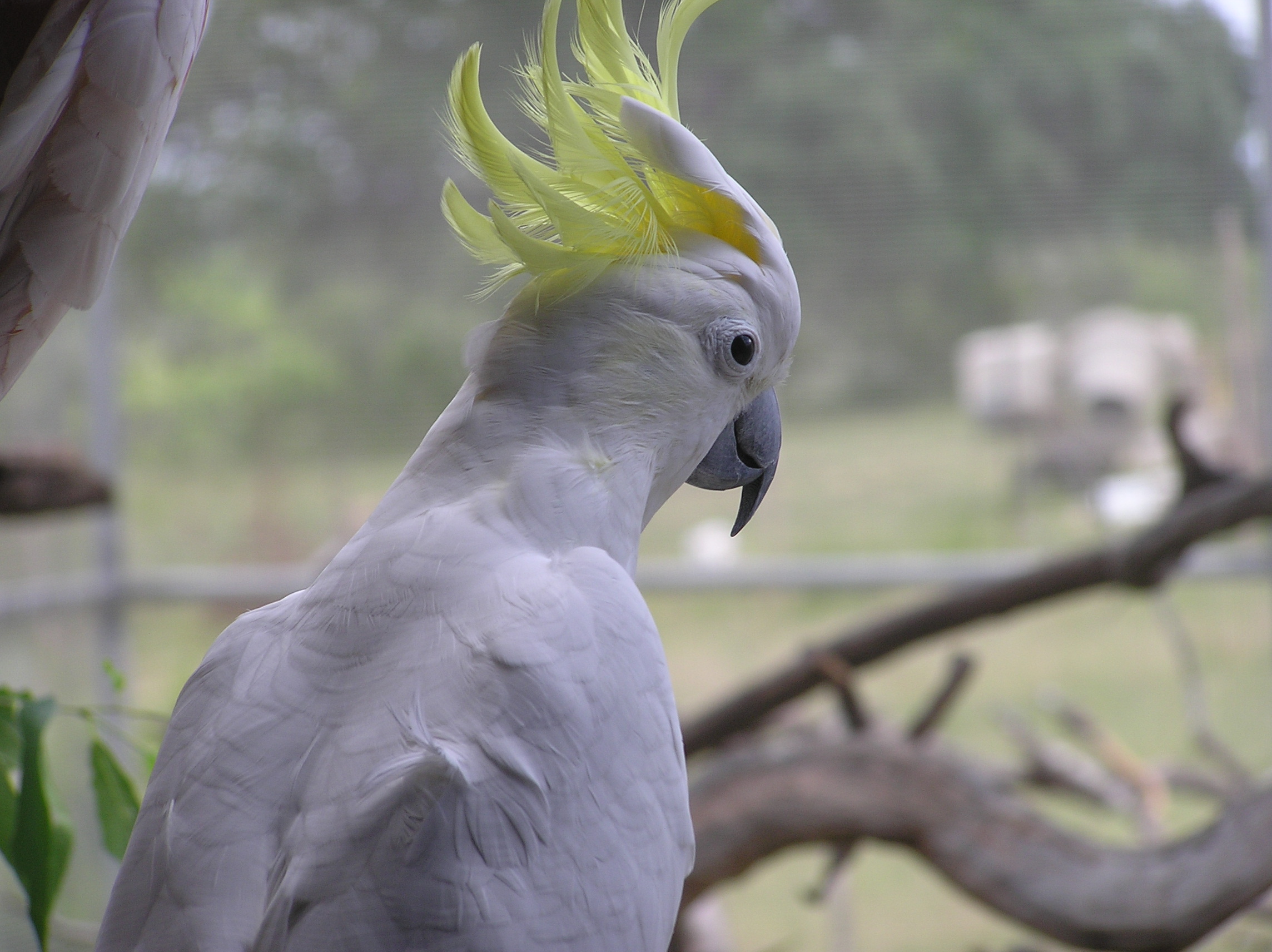 Umbrella Cockatoo - Wildlife Rescue & Rehabilitation