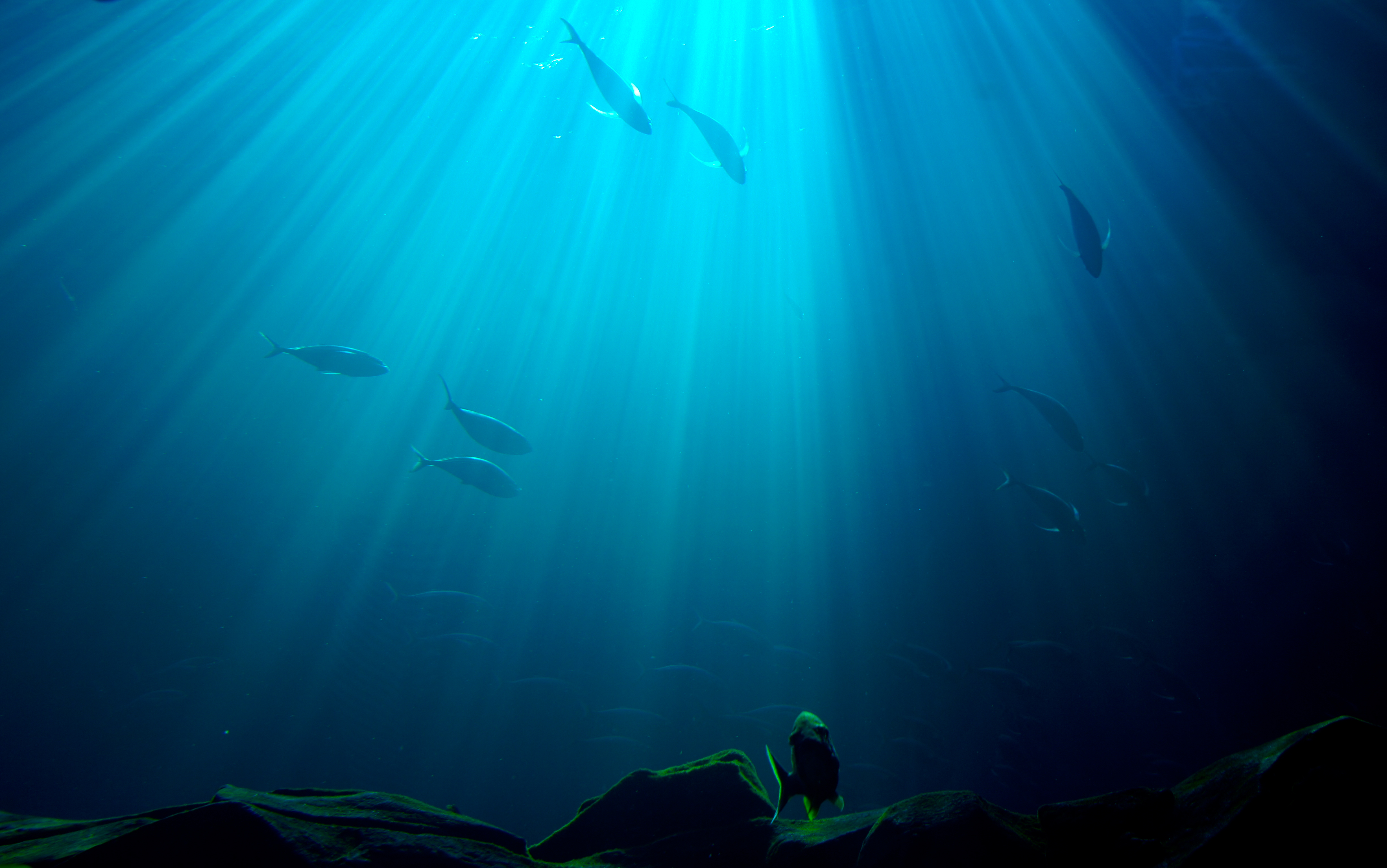 Underwater, Animals, Blue, Fish, Ocean, HQ Photo