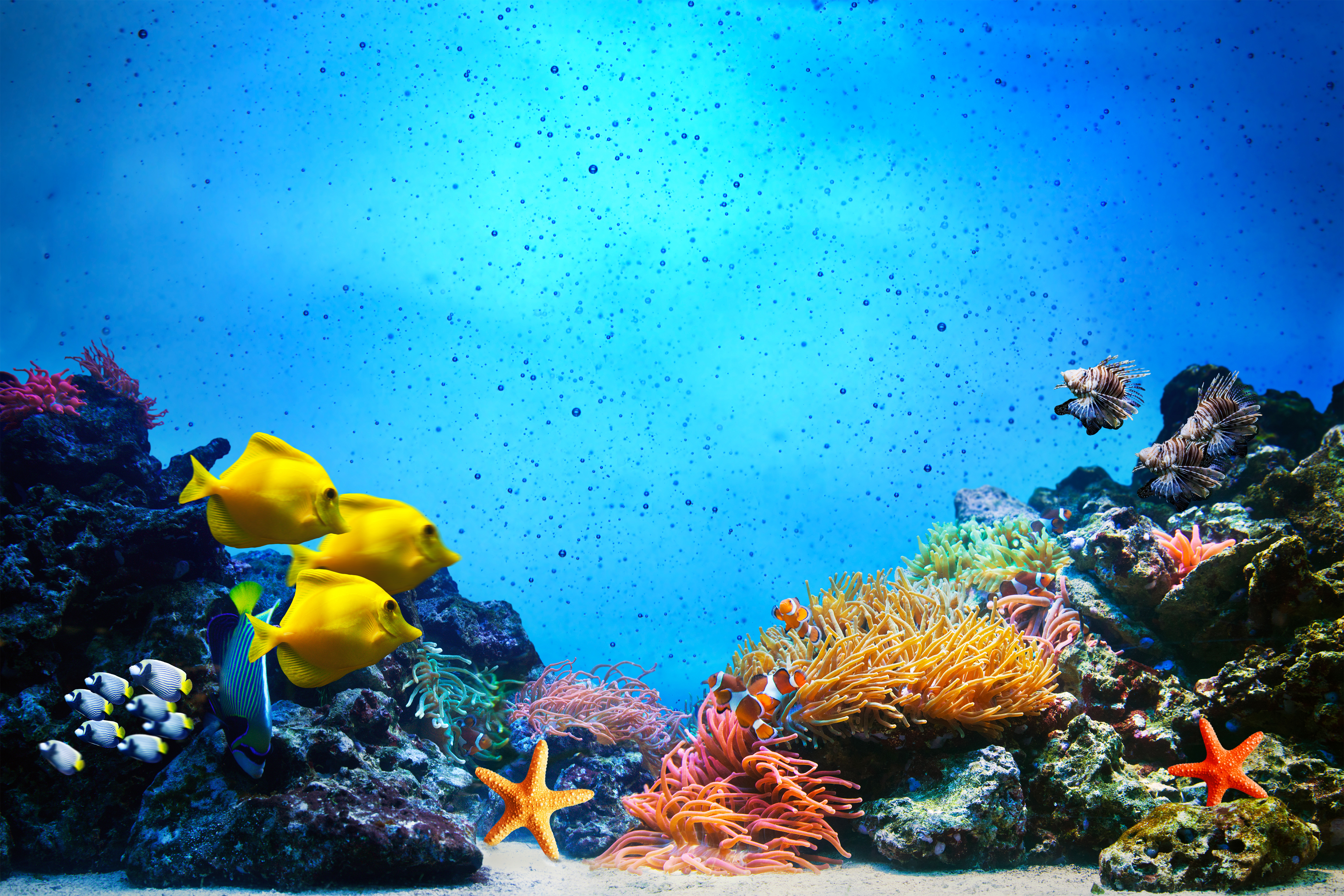 Underwater with Fish Background | Gallery Yopriceville - High ...