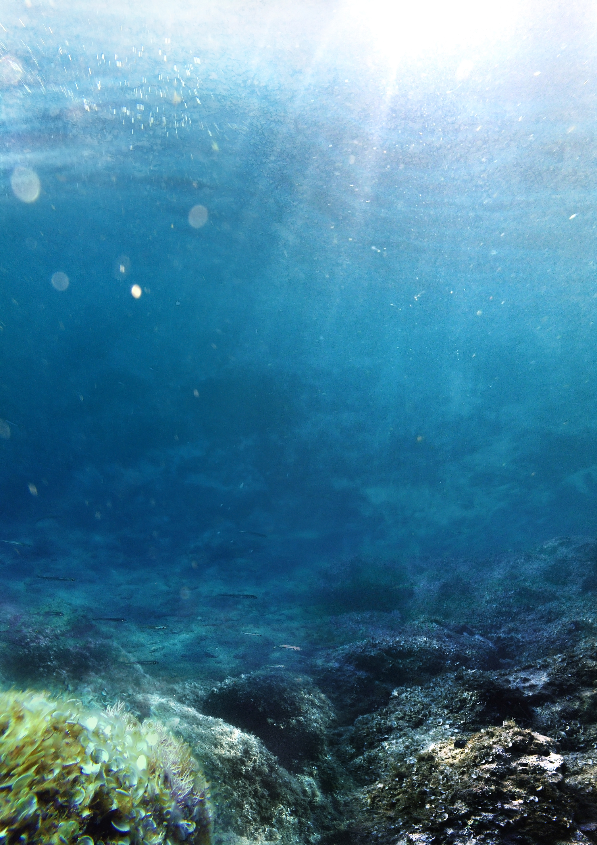 underwaterphotography | Explore underwaterphotography on DeviantArt