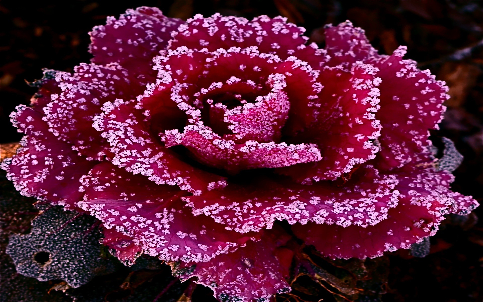 Flower: Crystal Sparkling Rose Flowers Romantic Unique Flower ...