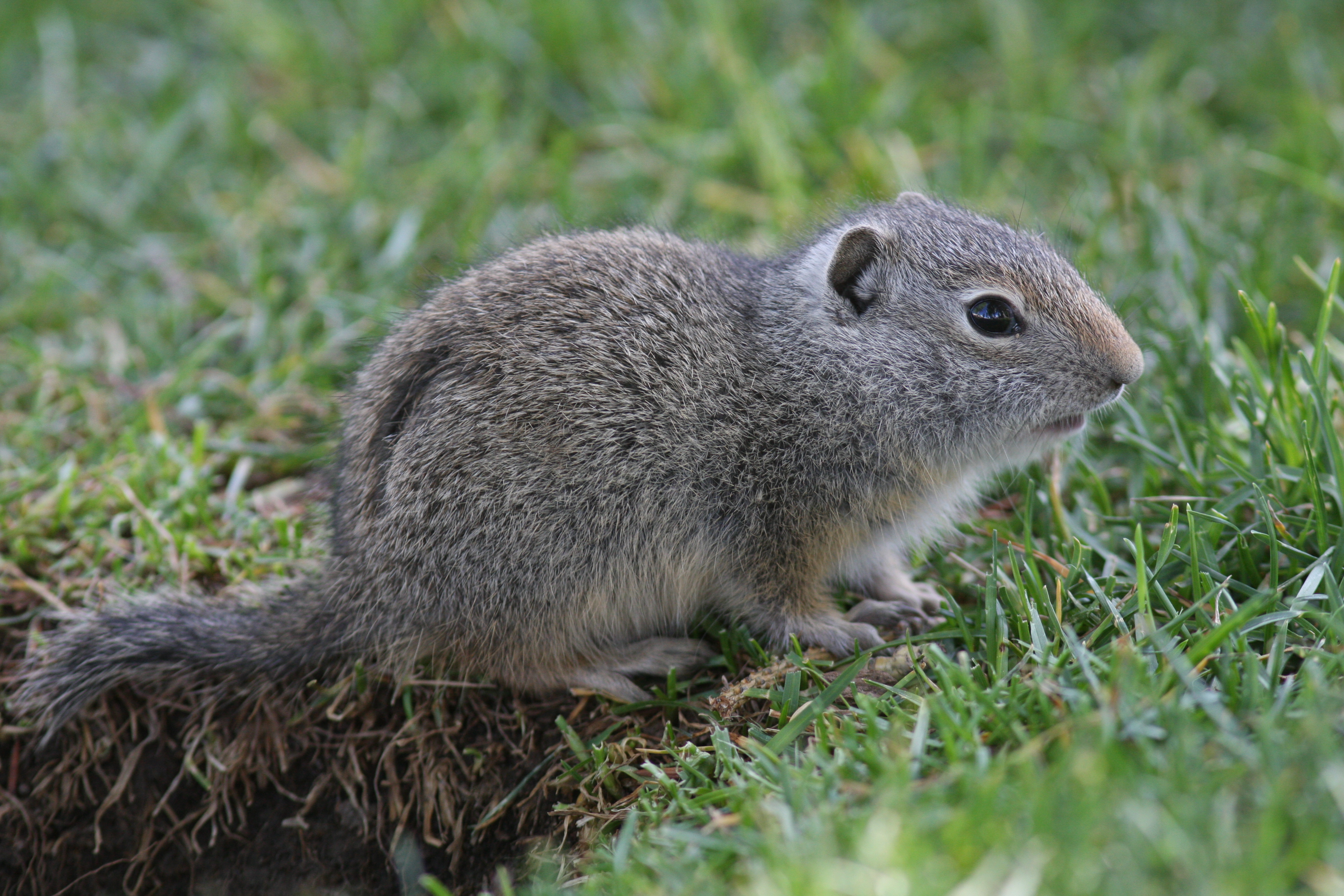 File:Uinta ground squirrel, Jackson.jpg - Wikimedia Commons