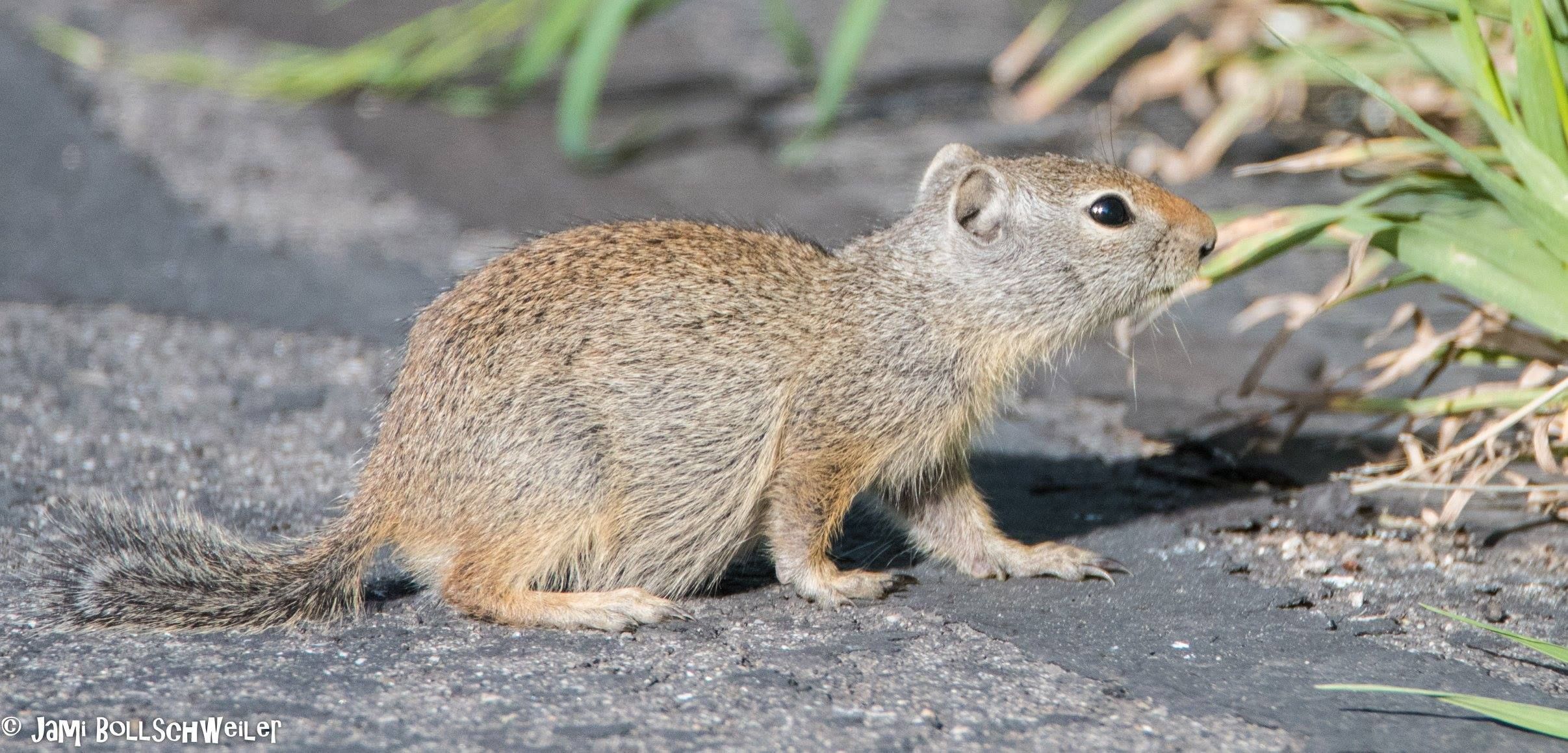 Uinta Ground Squirrel Park City, Utah | My travel photography ...