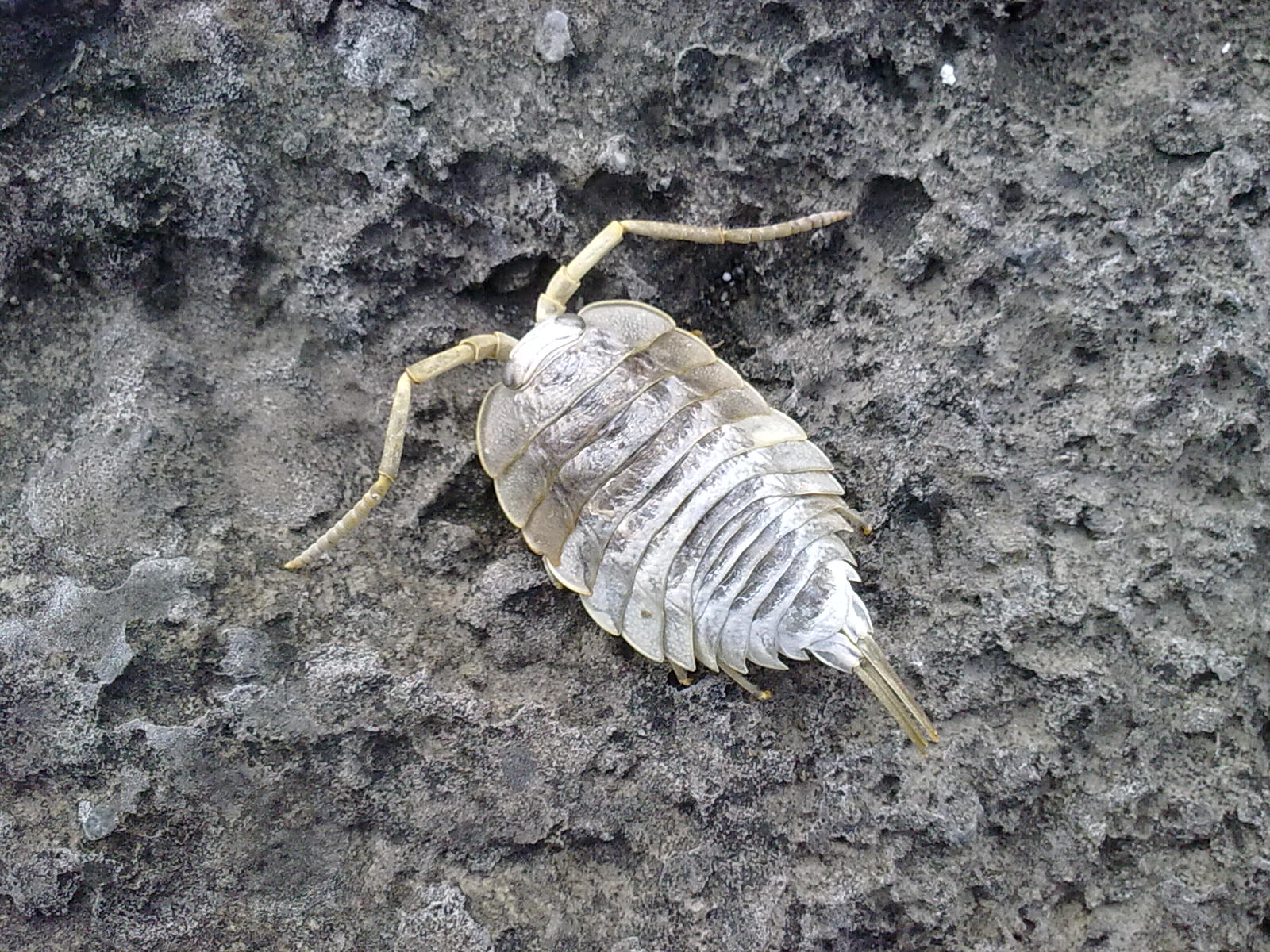 File:Unknown animal in Inis Meáin.jpg - Wikimedia Commons