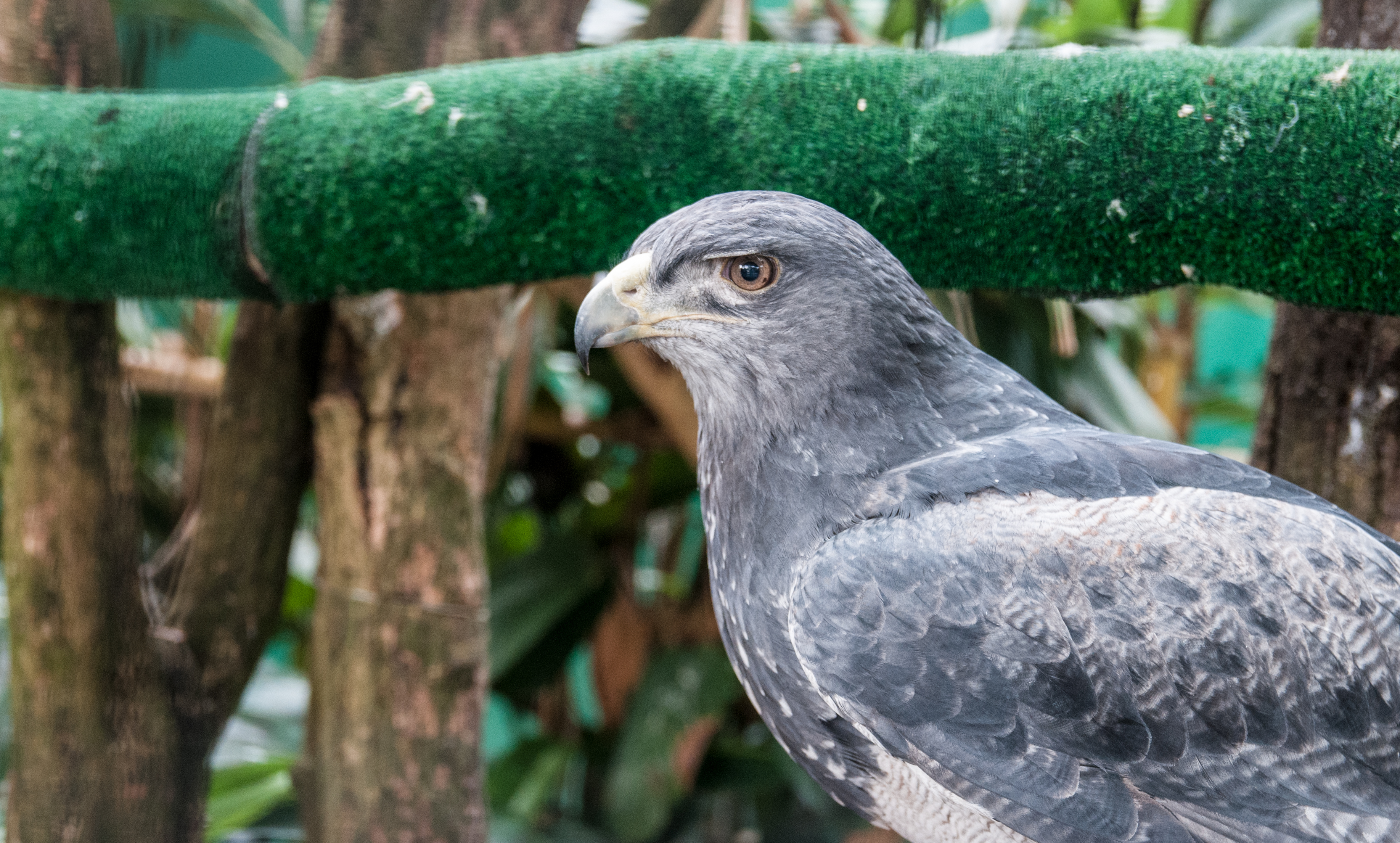 File:Unknown bird in Miranda Zoo, Caracas 3.jpg - Wikimedia Commons