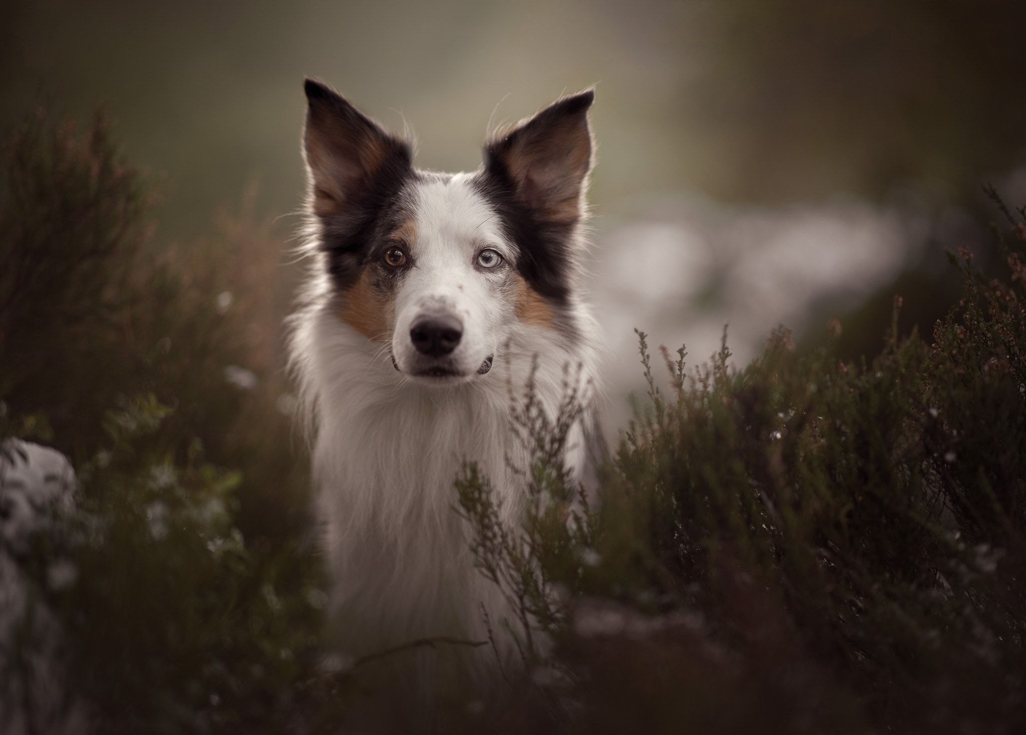 Untitled - | DOG PHOTO OUTDOOR | Pinterest | Dog and Animal