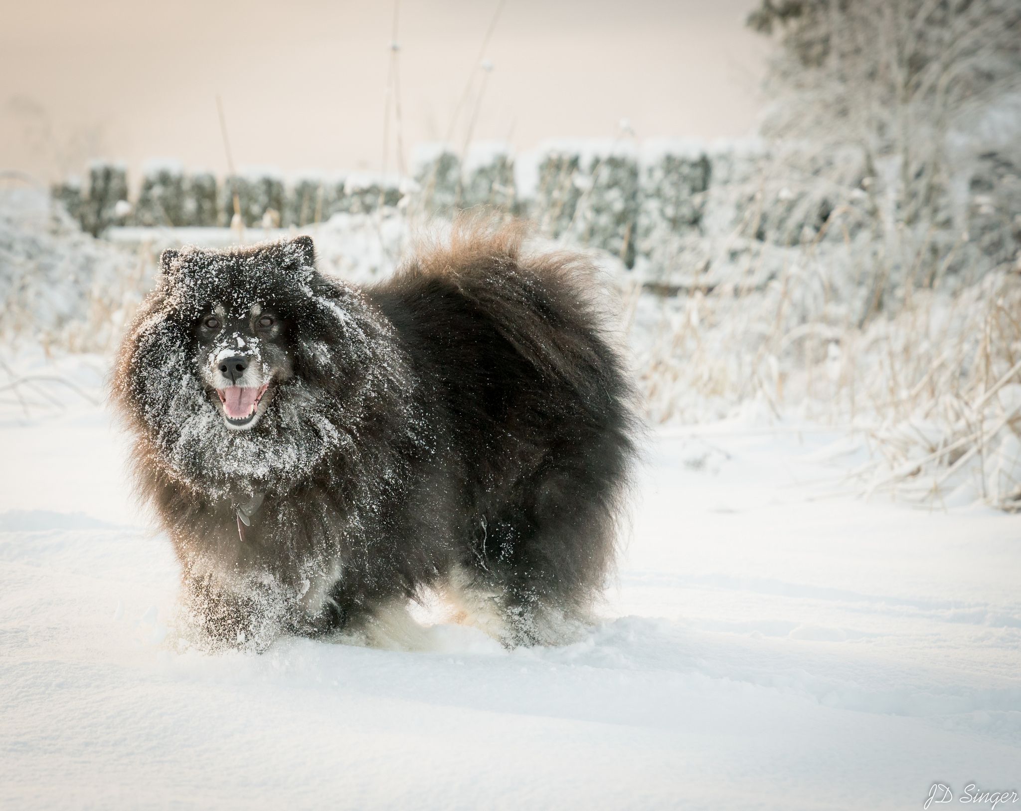 untitled (63 of 414) | Eurasier and Dog