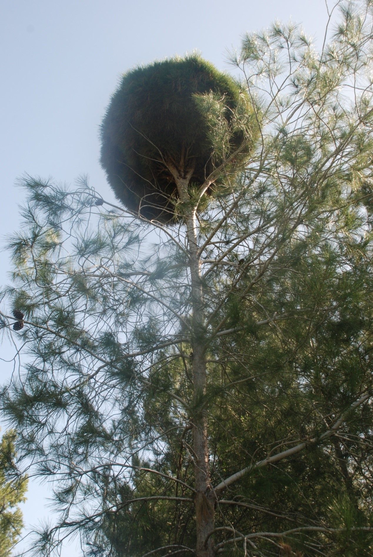 Unusual Growth in Pine Tree | Unbelievable& Unusual Trees ...