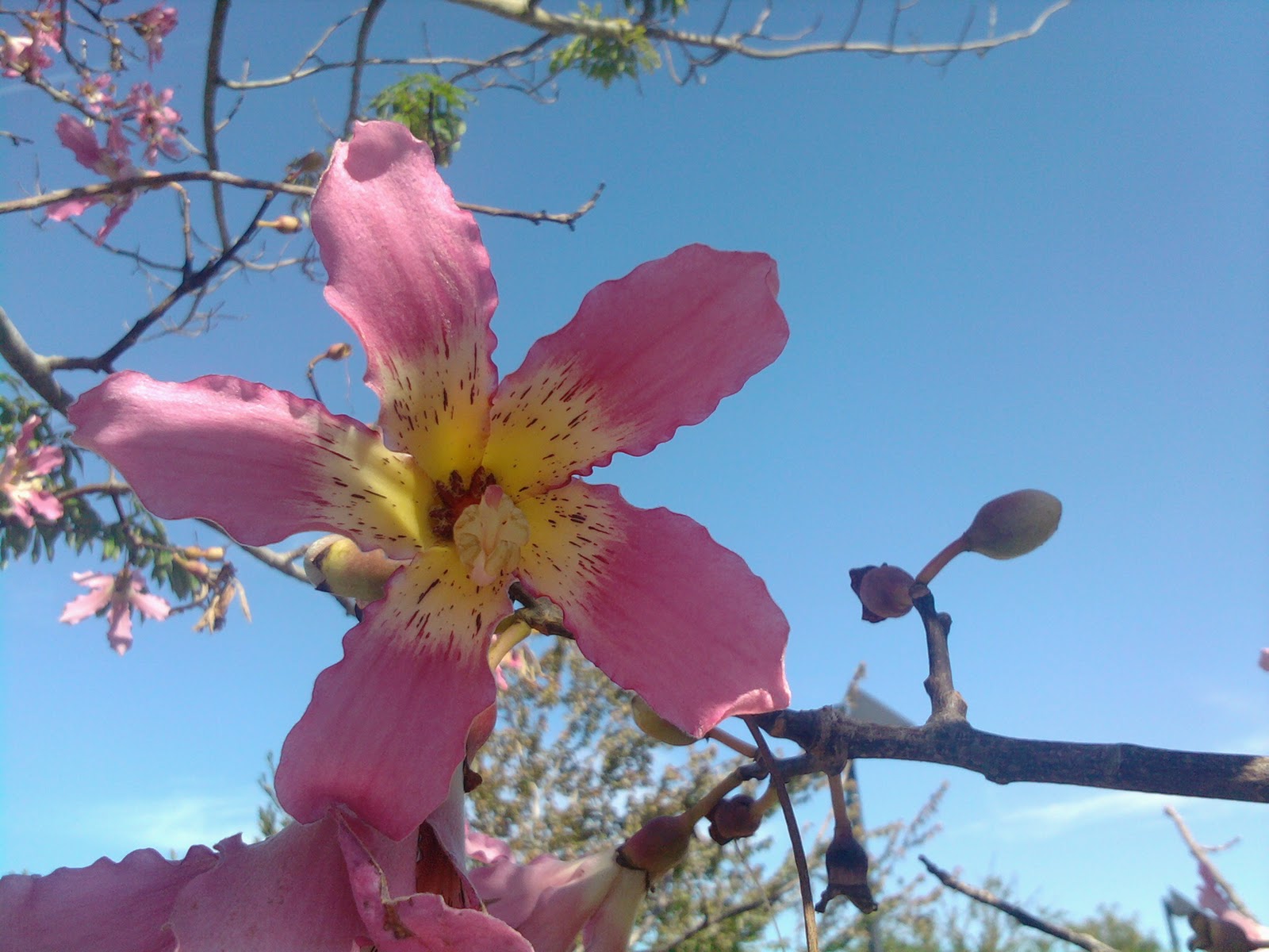 Unusual Fall Color: the Floss Silk Tree - UF/IFAS Extension Pinellas ...