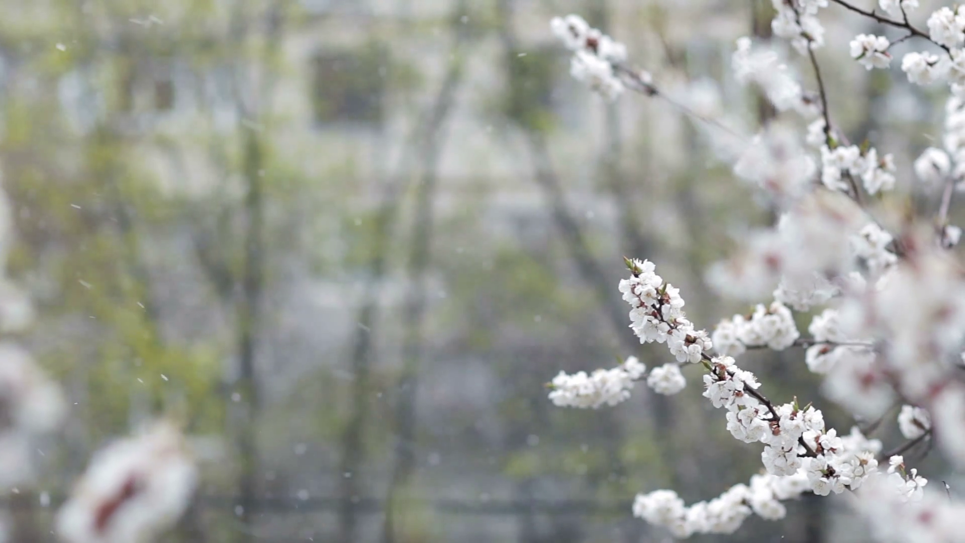 Snowfall in spring blooming fruit garden. Video of snow falling on ...