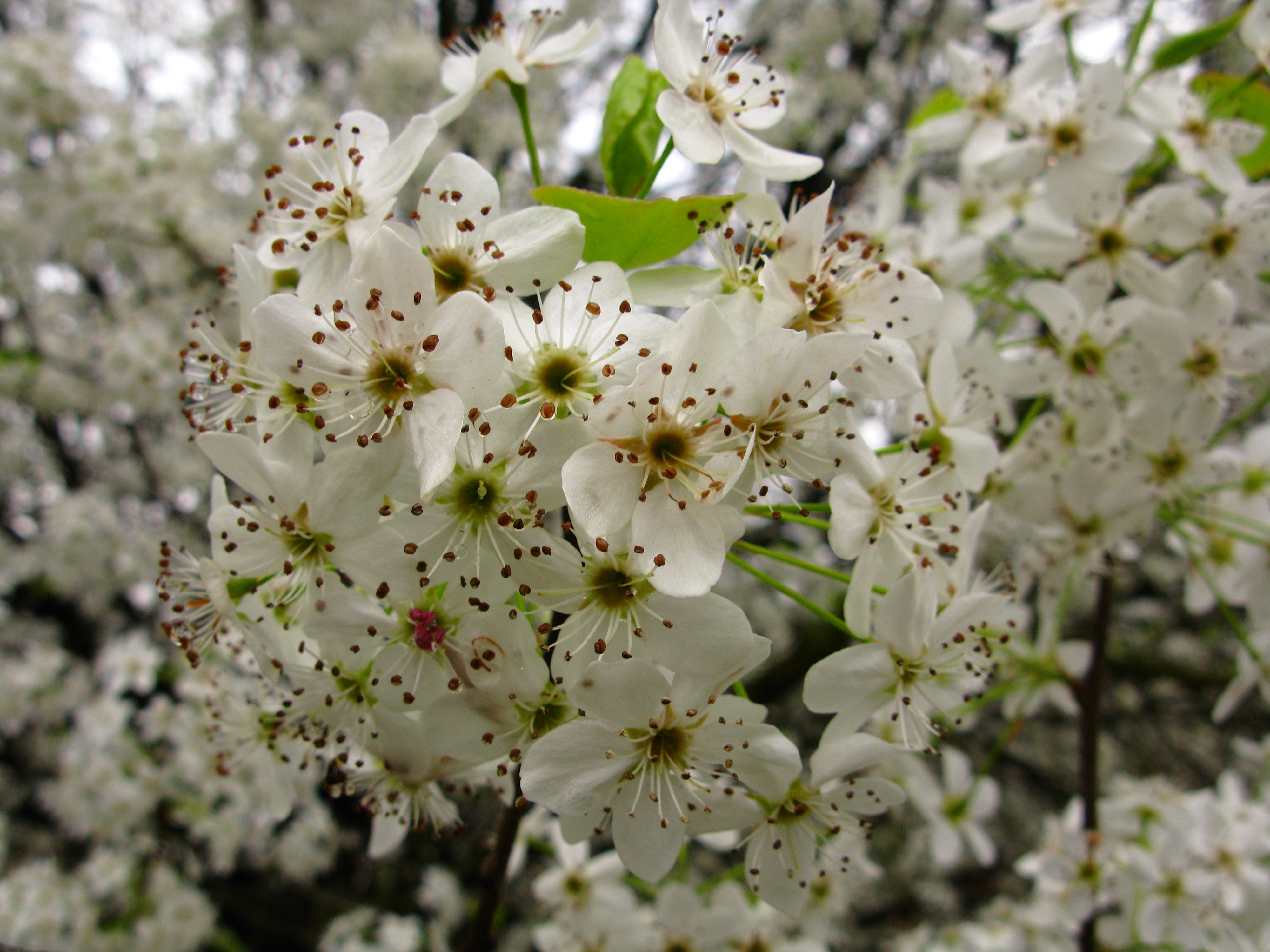 White Pear Flowers Macro Tree | Trees| Free Nature Pictures by ...
