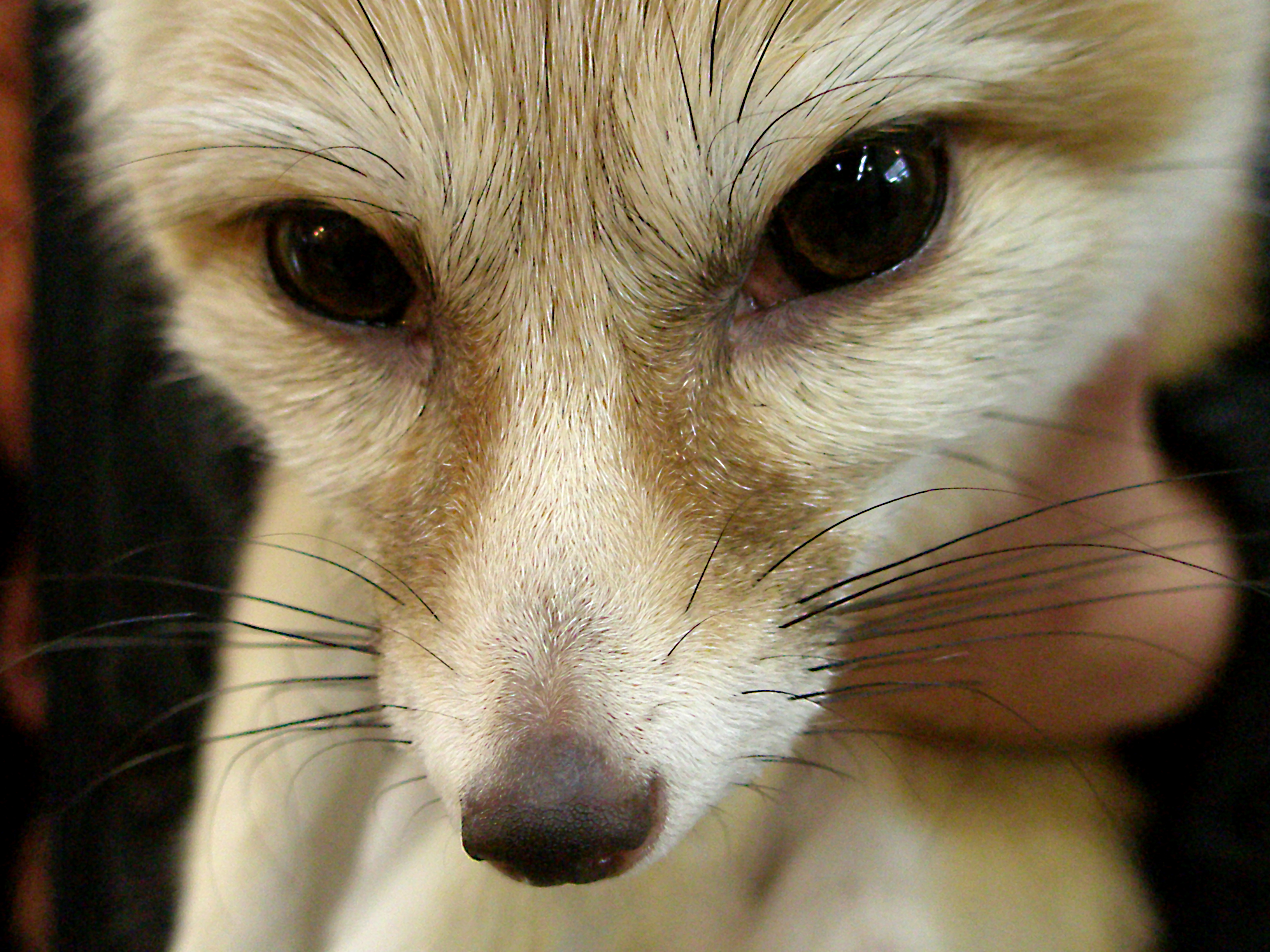 File:Fennec close up.jpg - Wikimedia Commons