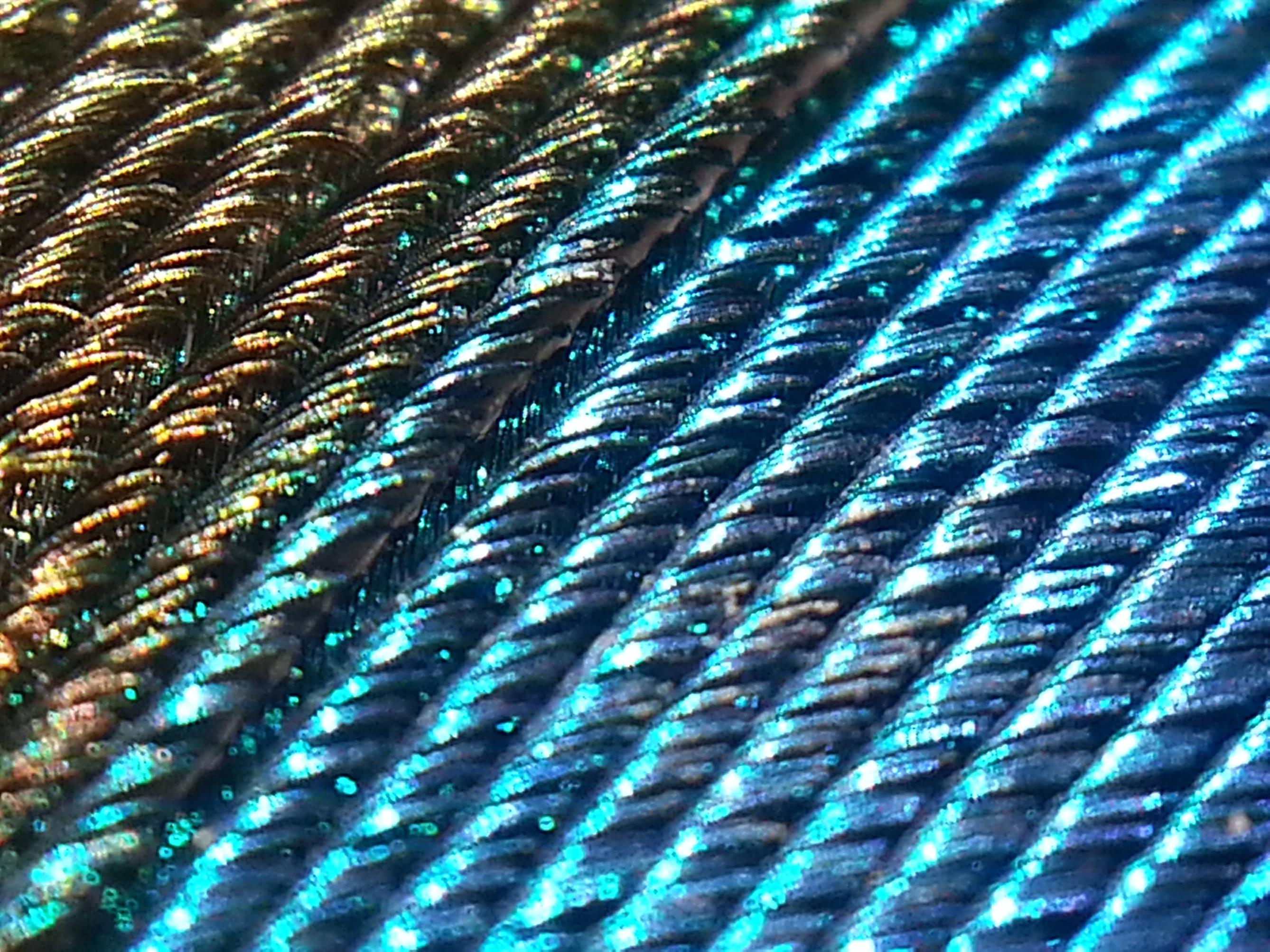 Peacock feather up close. - Imgur