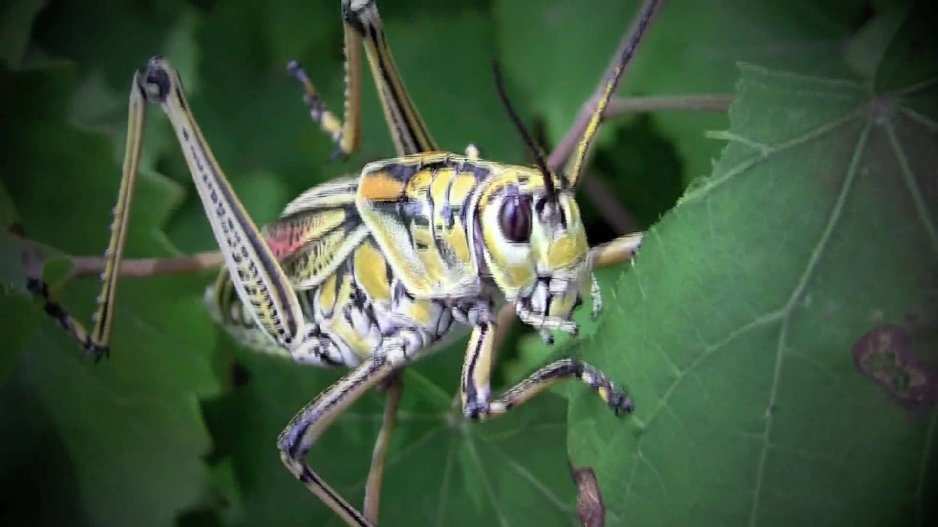 Grasshopper World, up-close and personal - YouTube