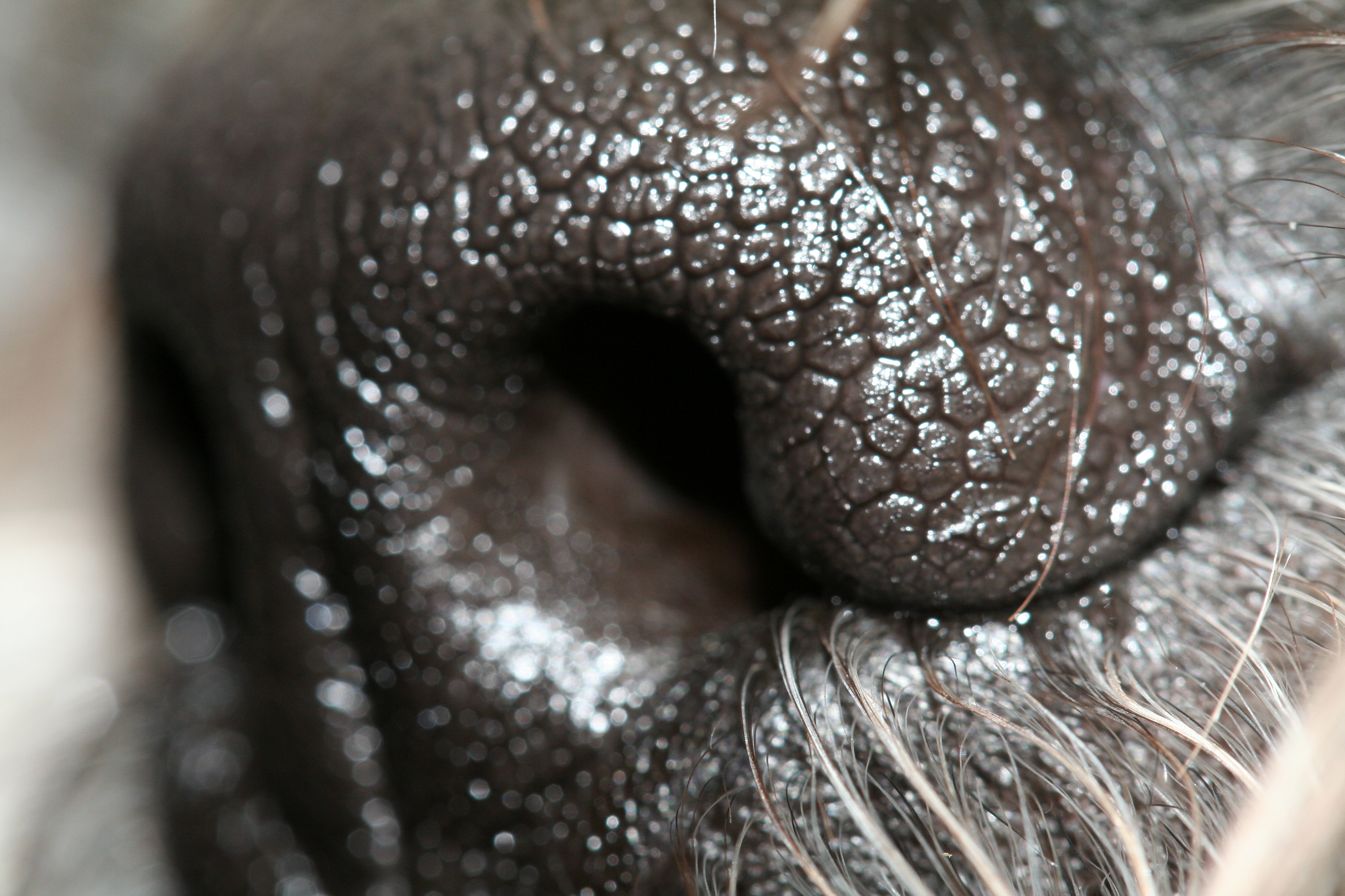 File:Dog nose macro close up.JPG - Wikimedia Commons