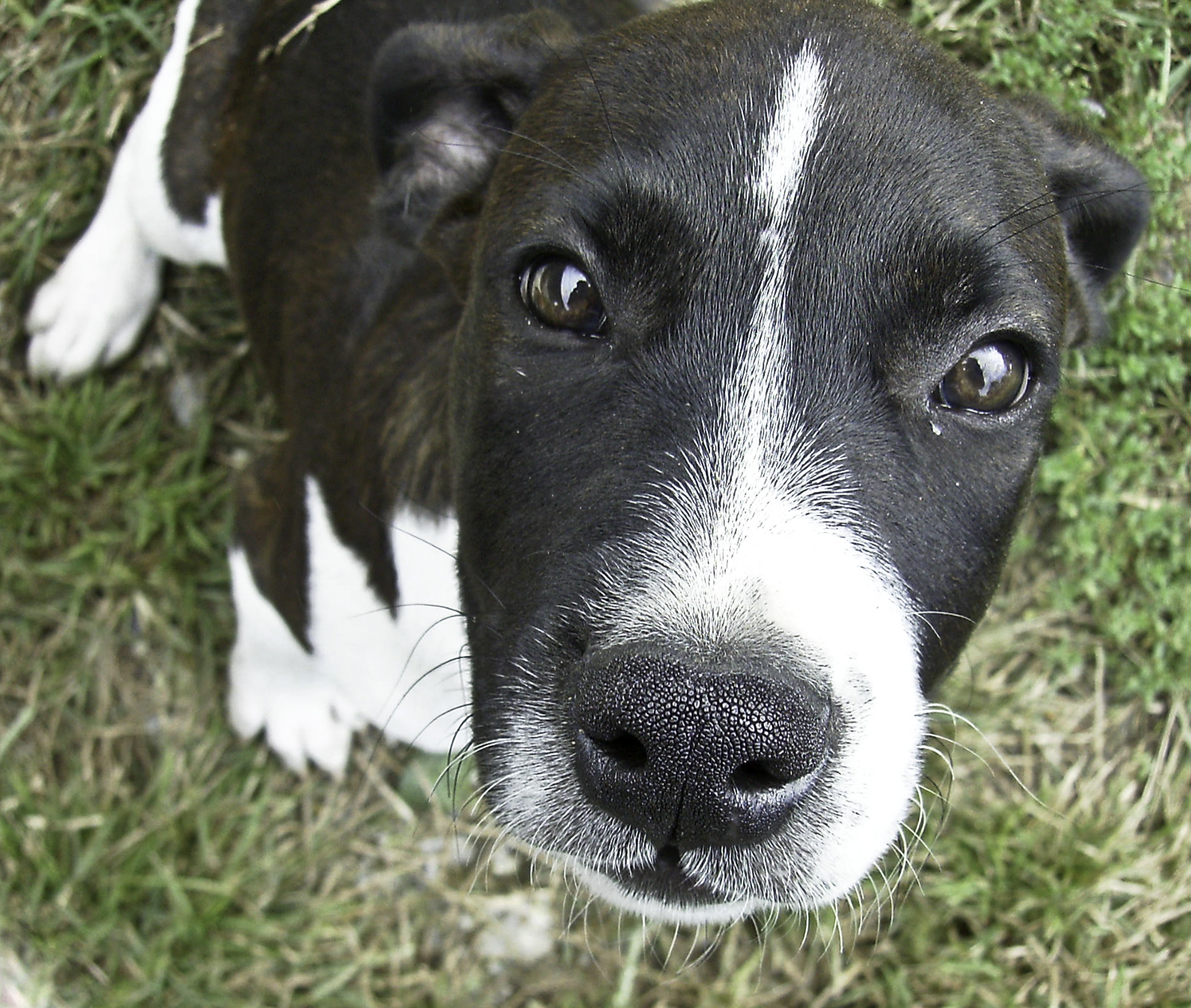 File:Puppy Up Close.jpg - Wikipedia