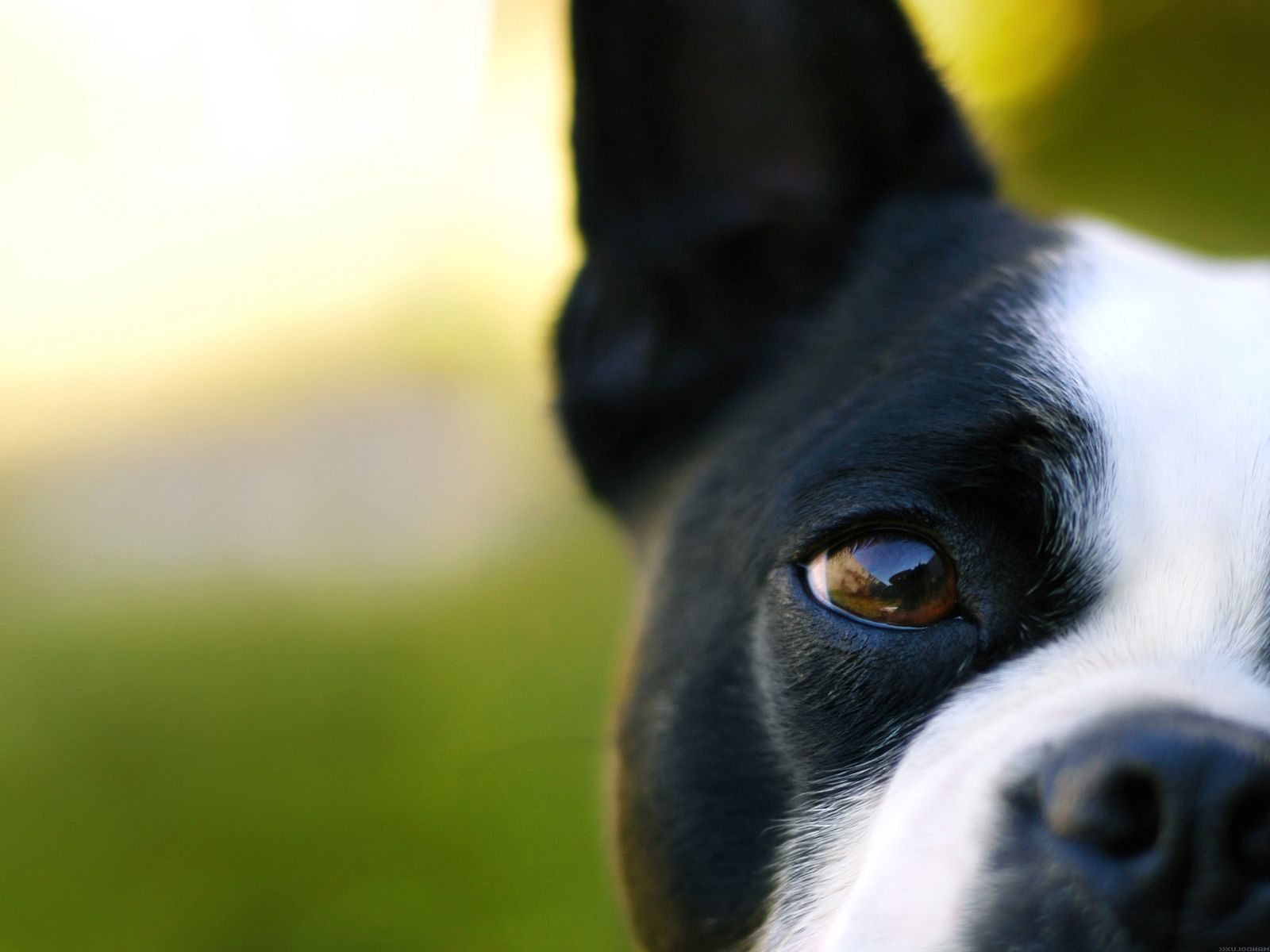 Dog Close-Up - Wallpaper #39010 | Cats and Dogs - Up Close And ...