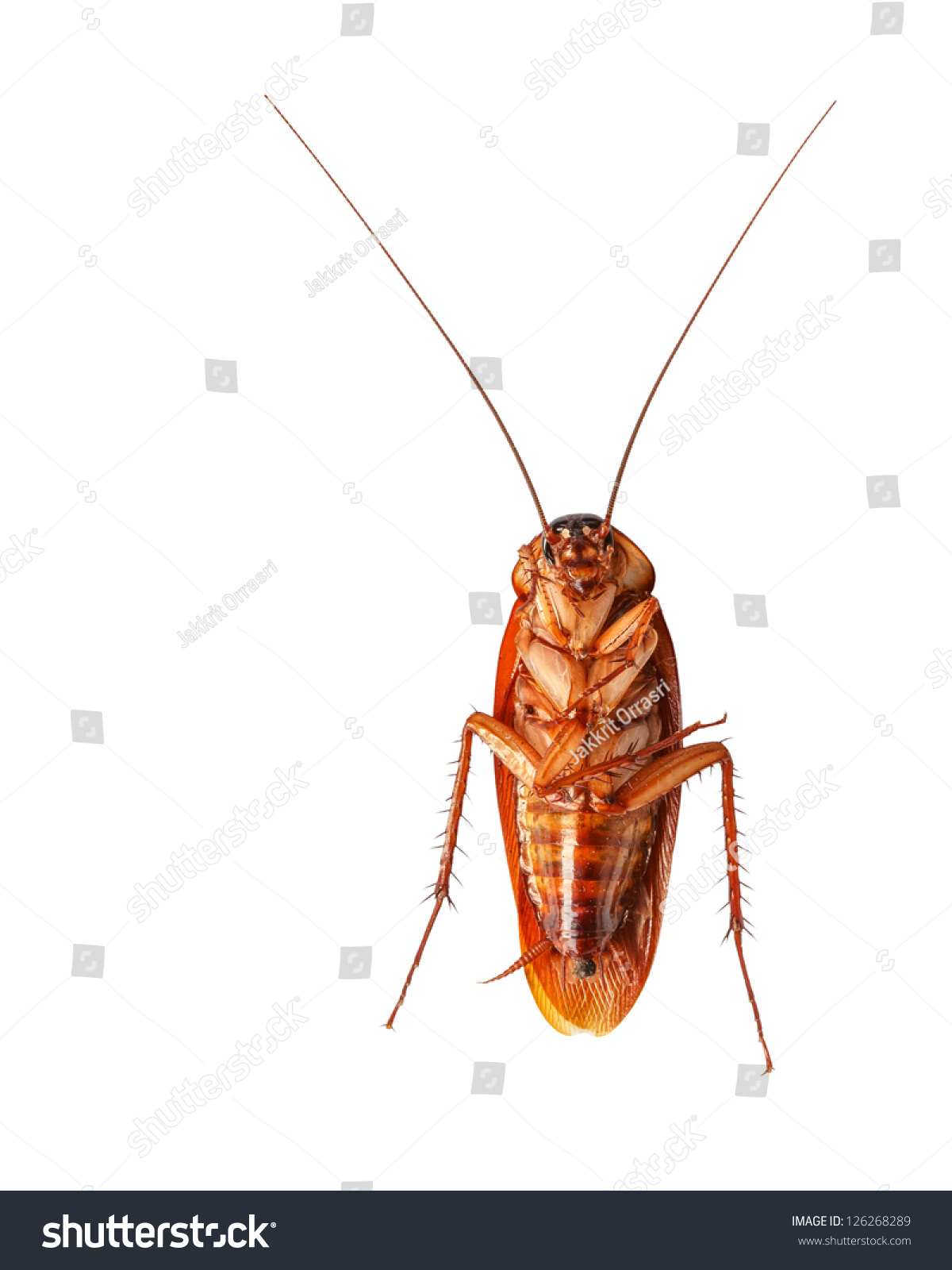 Dead Cockroach Isolated On White Background Stock Photo (Royalty ...