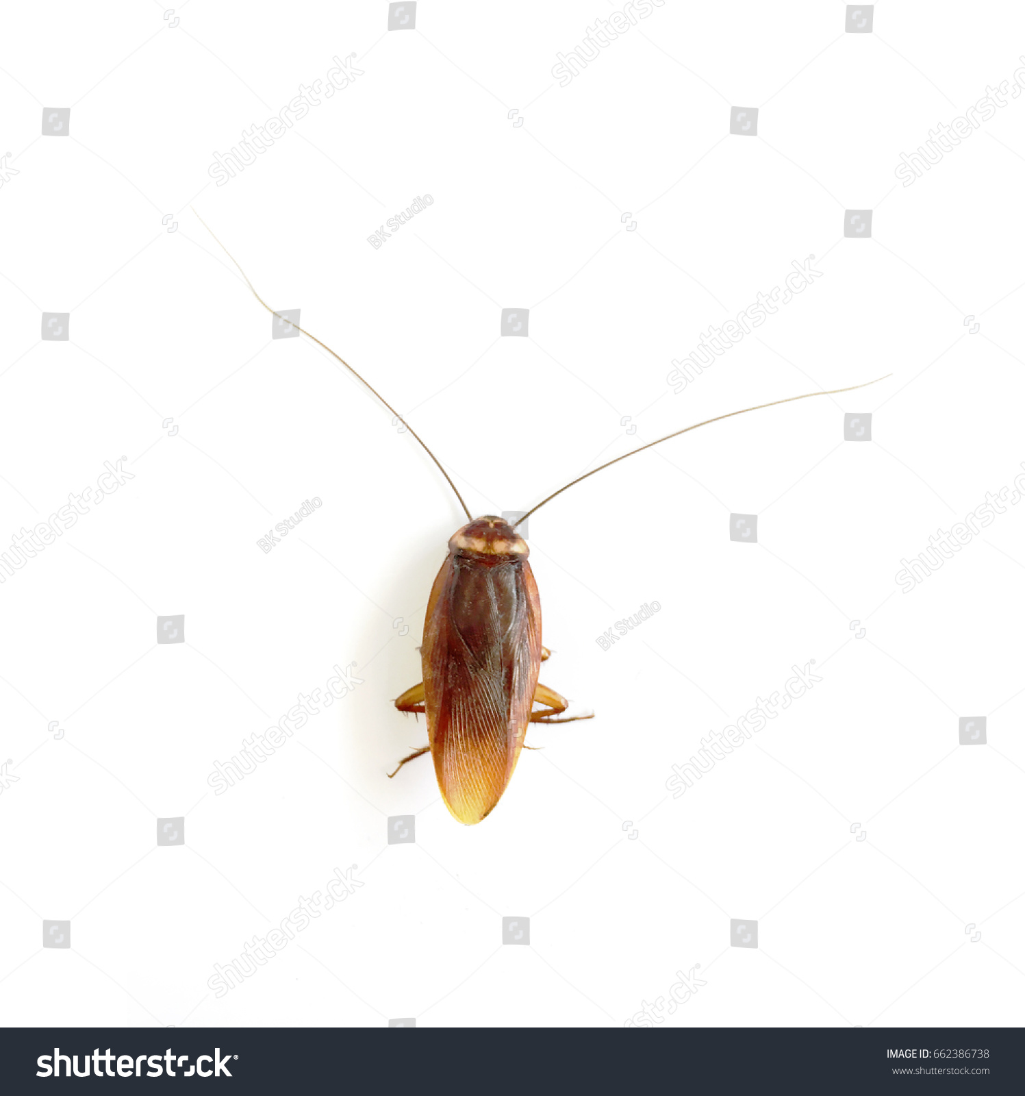 Roach Lying On White Background Stock Photo 662386738 - Shutterstock