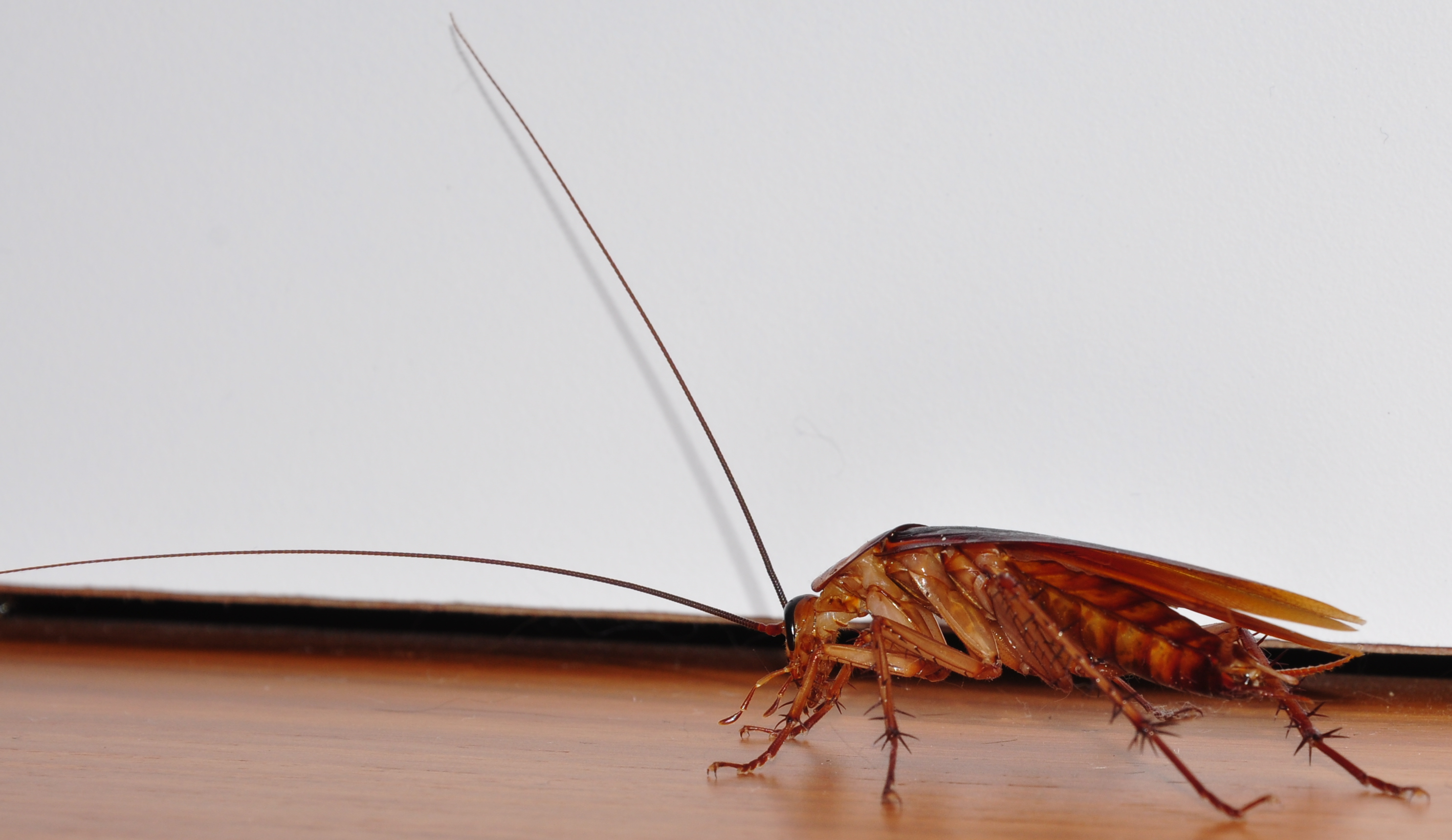 Cockroaches: How to Prevent a Winter Roach Infestation | Any Pest Inc.
