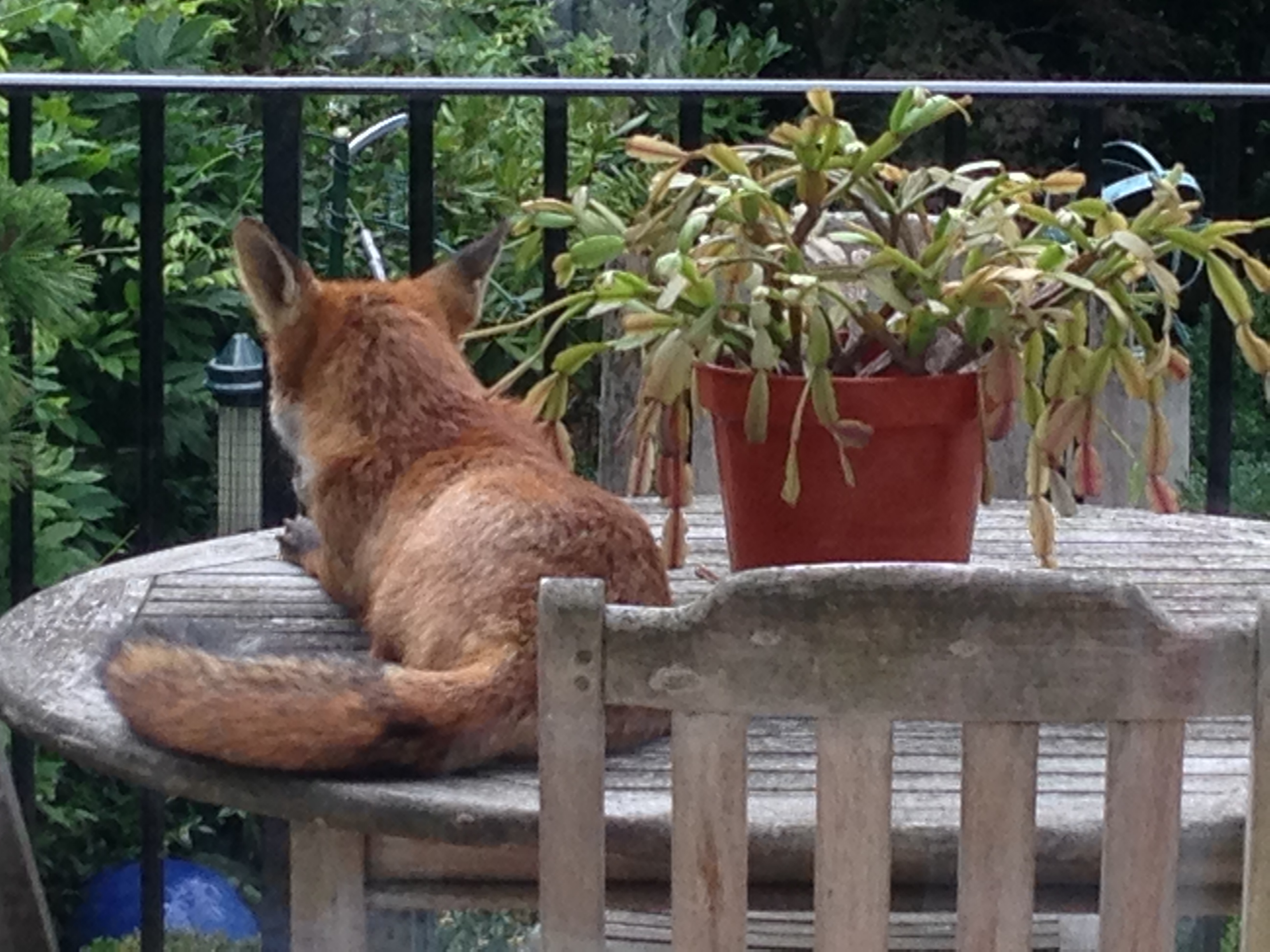 Are foxes a threat to cats? A study by certified cat behaviourist ...