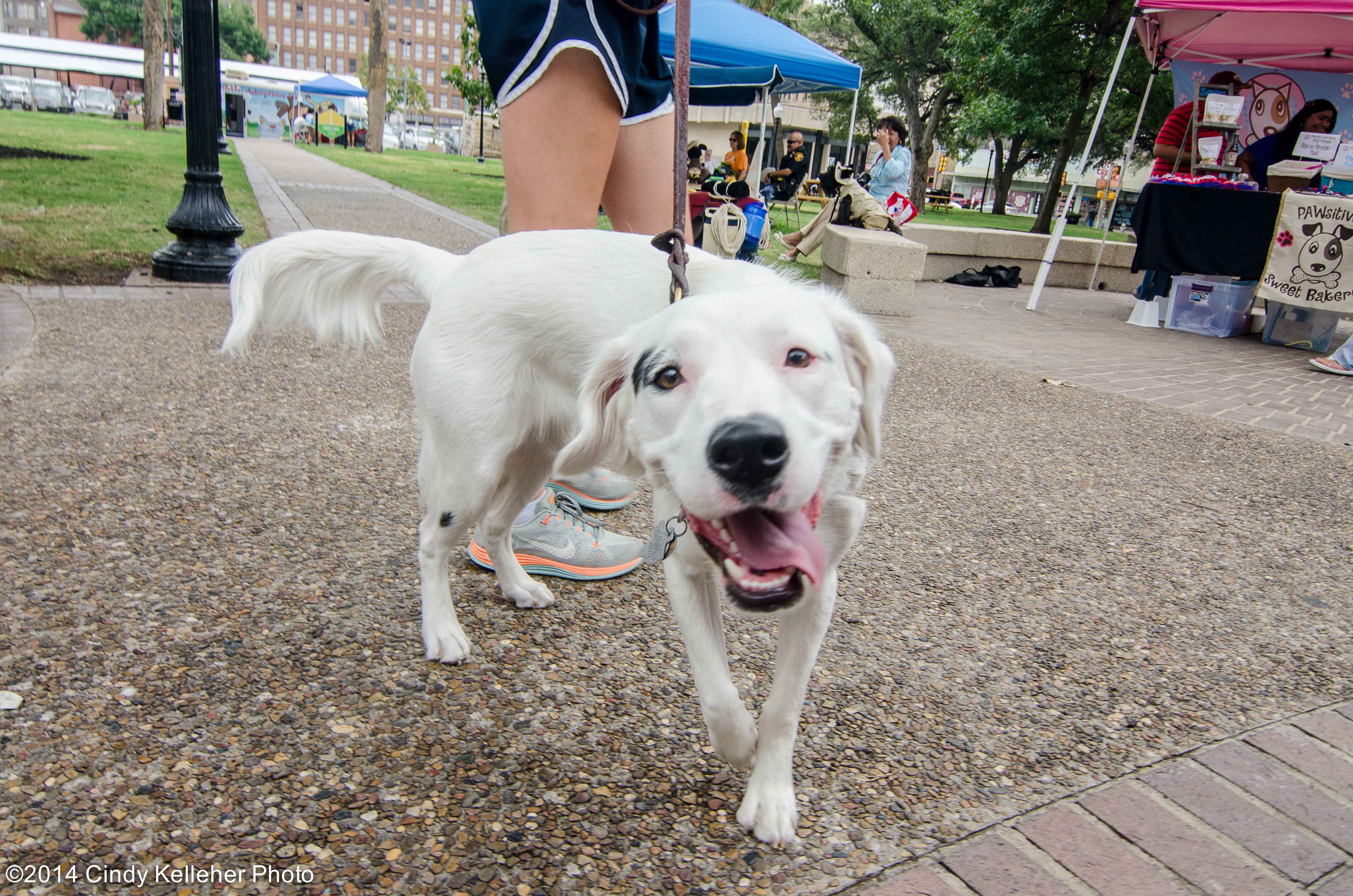 Dog photographer San Antonio – Cindy Kelleher Photo