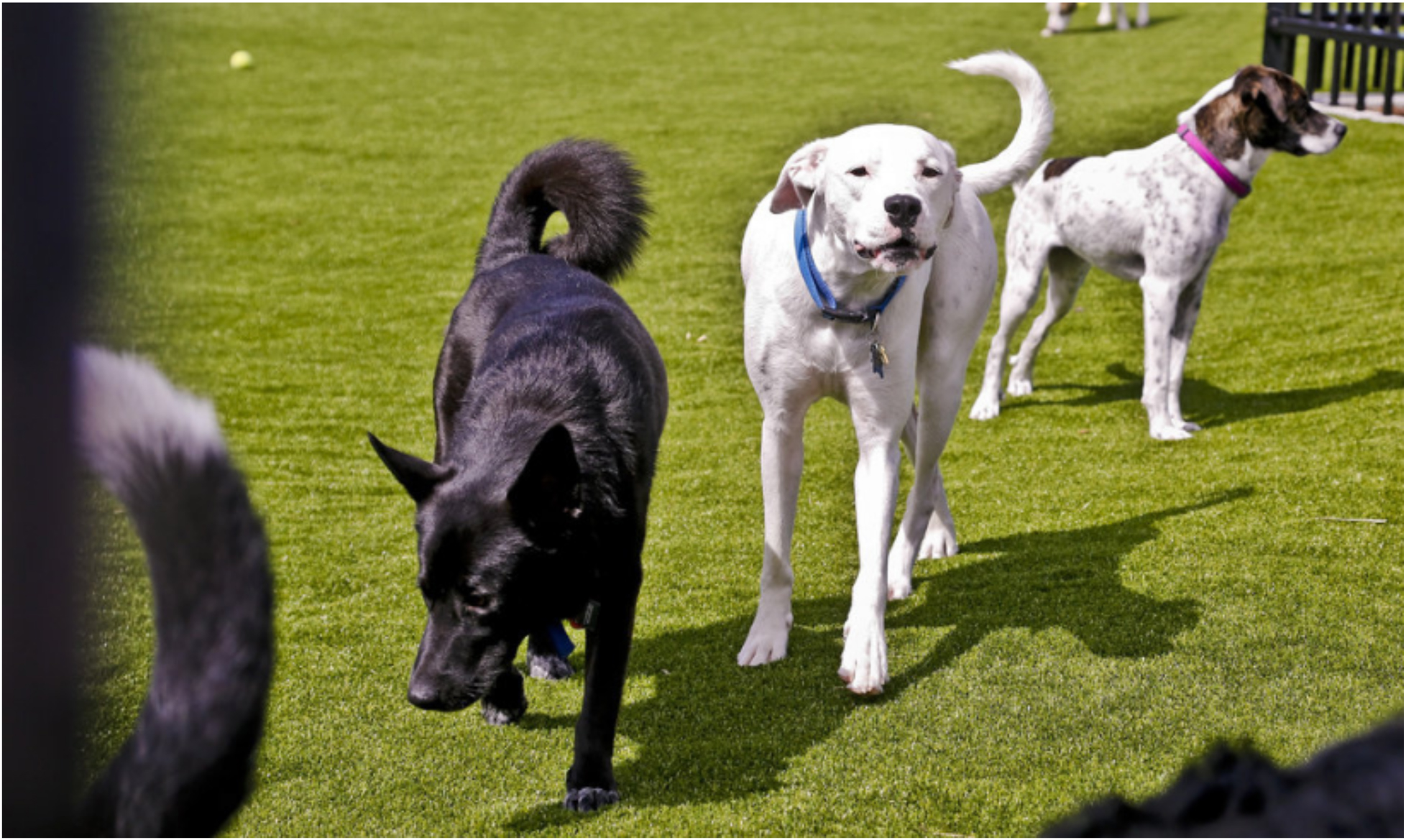 Urban Dog Daycare with Artificial Turf Now Open in OKC