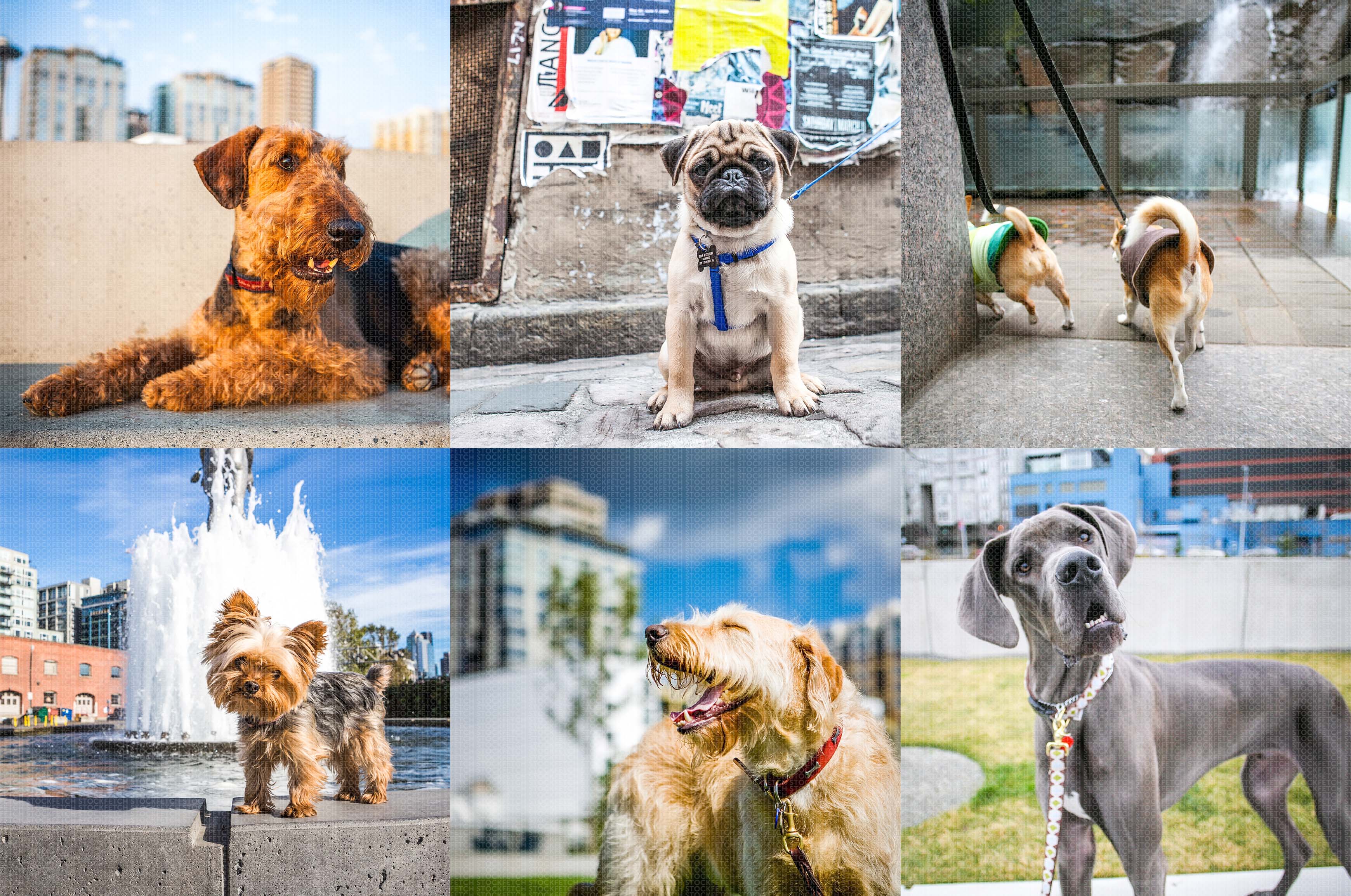 Urban Dogs Social Media Pack- 35 Dog Photos • Fetch Stock
