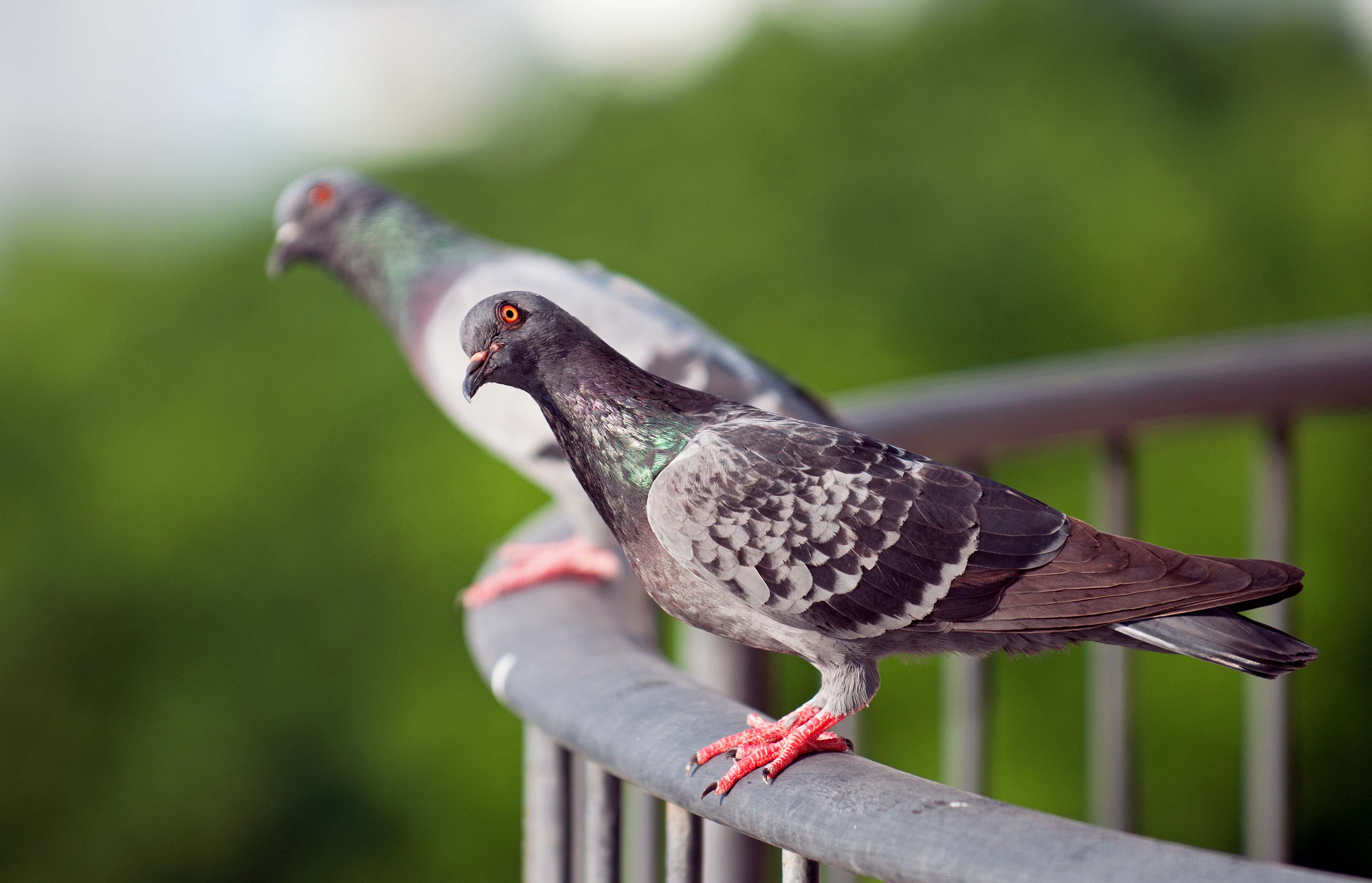 Urban pigeon photo