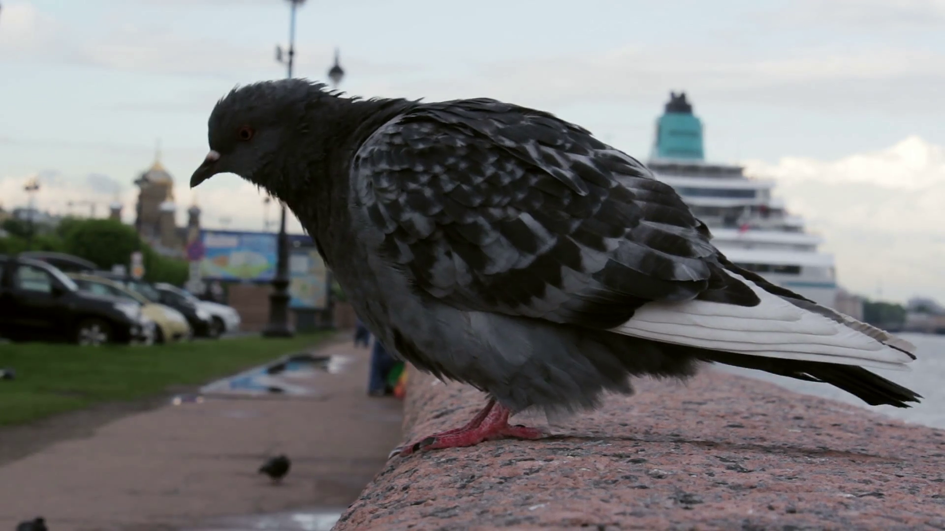 Close Up of Urban Pigeon Flying Out From Granite Fence Stock Video ...