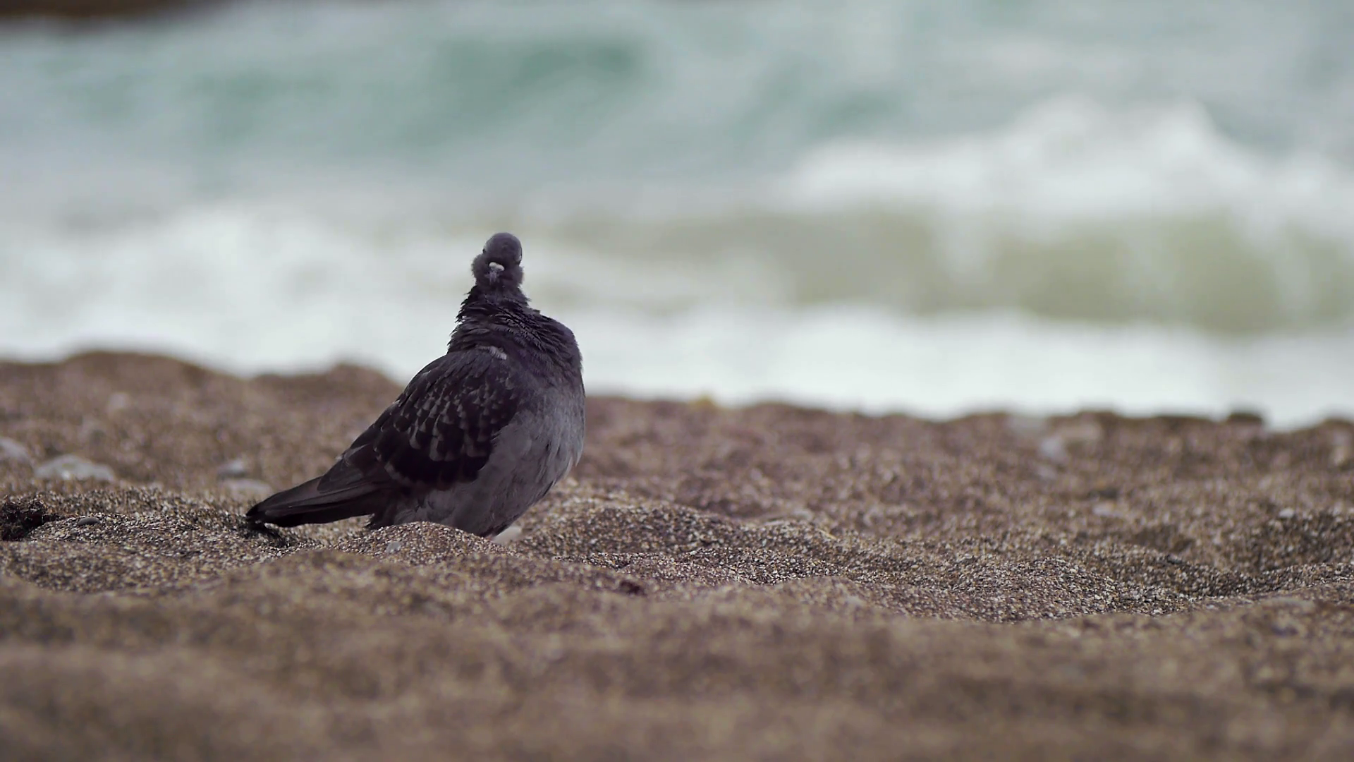 Urban pigeon on the beach Stock Video Footage - VideoBlocks
