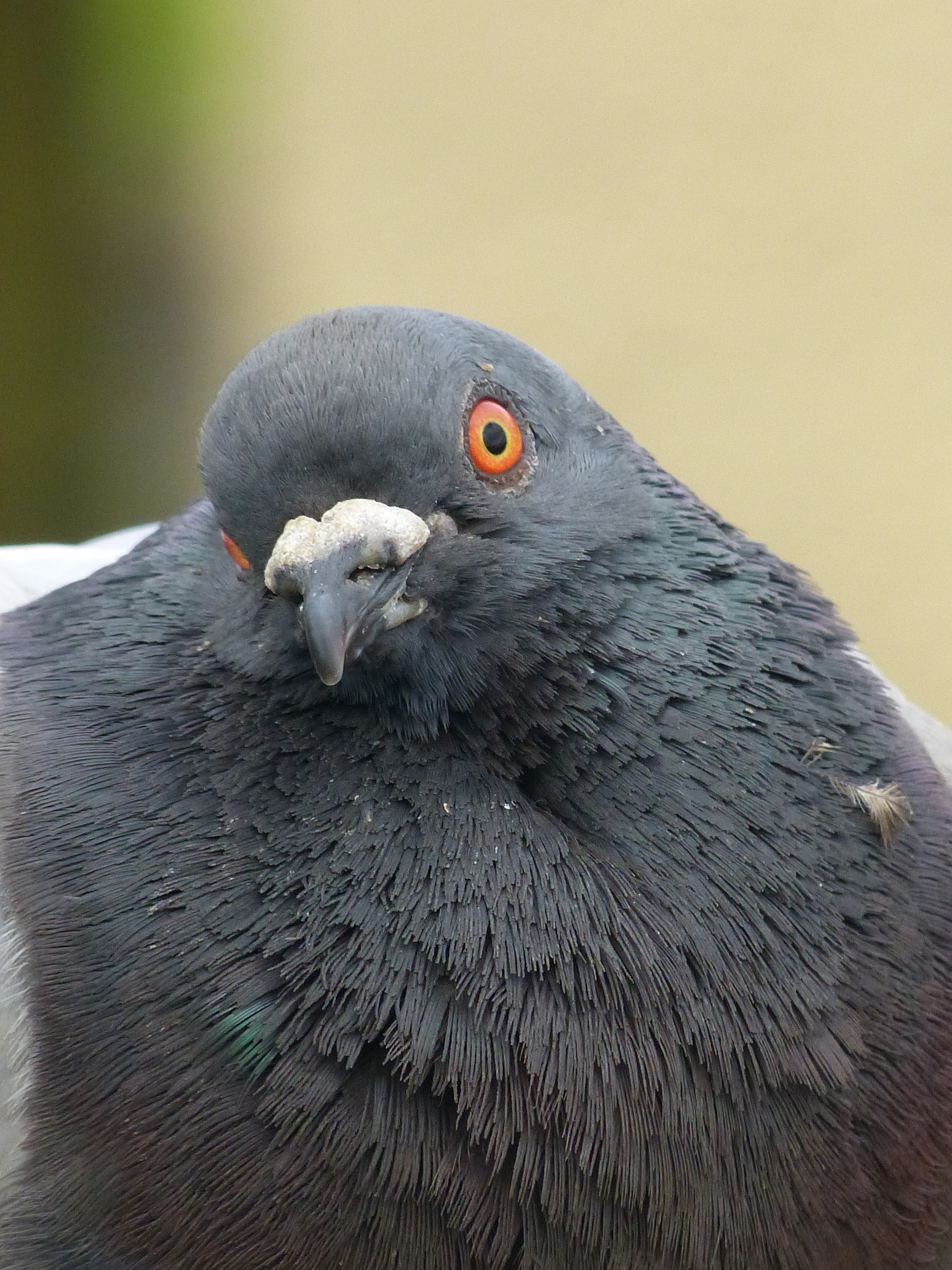 File:Feral Pigeon (7475134804).jpg - Wikimedia Commons