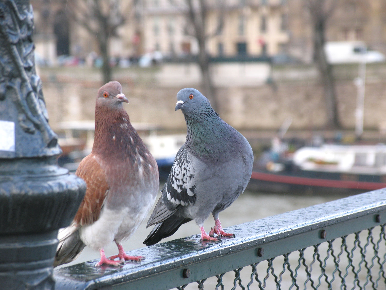 City Dwellers: Beware of The Pigeons | fly away time.
