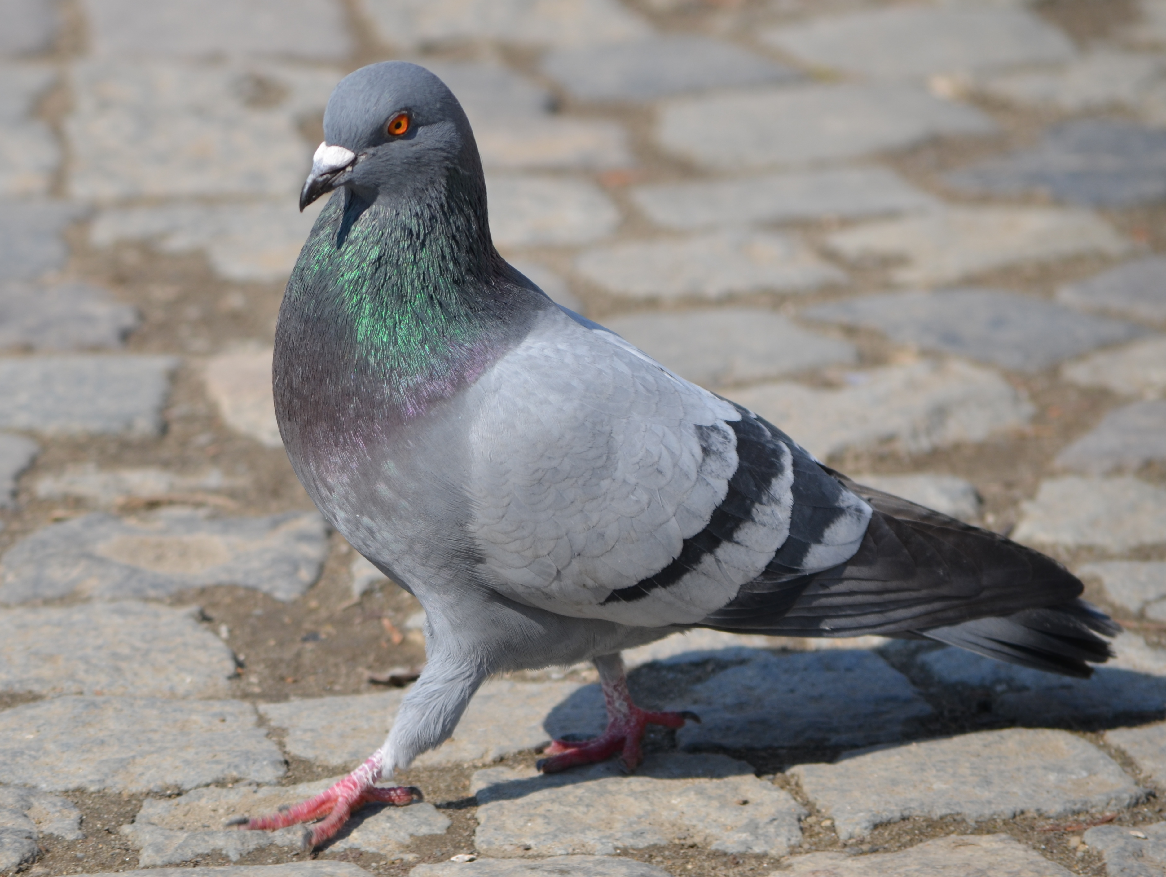 Pigeon Identification |