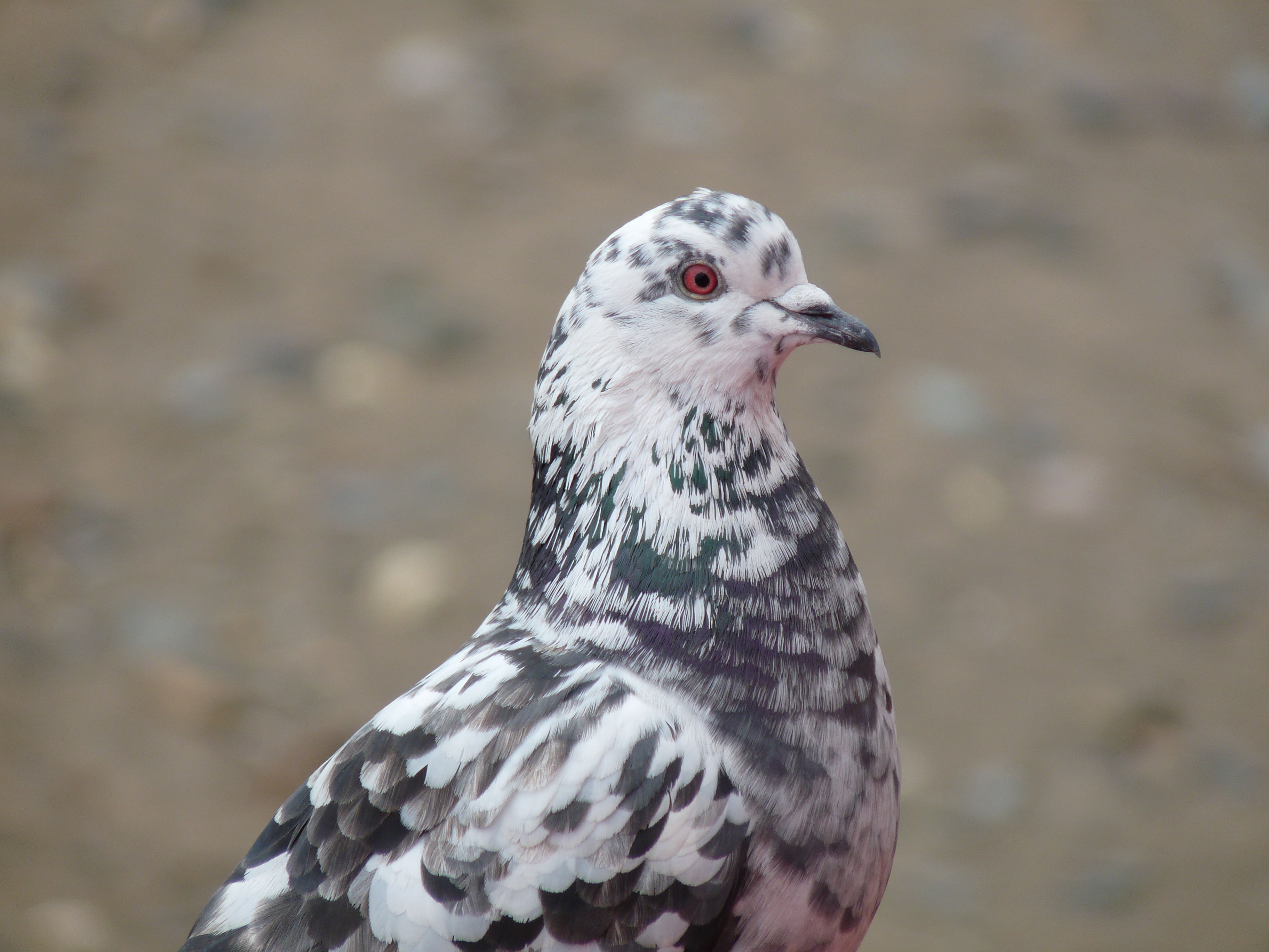 File:Feral Pigeon (4407522998).jpg - Wikimedia Commons