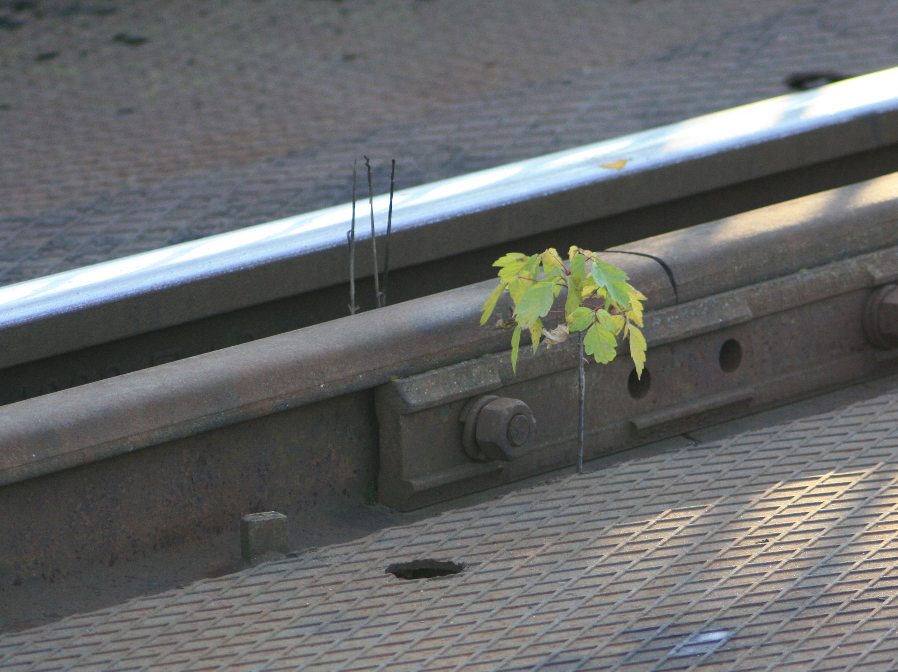 Urban Plant, Leaves, Metallic, Plant, Tracks, HQ Photo