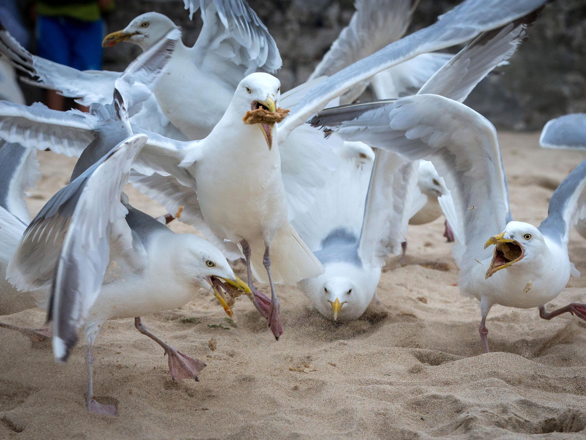 Number of urban seagulls in Britain nearly quadrupled in last 15 ...