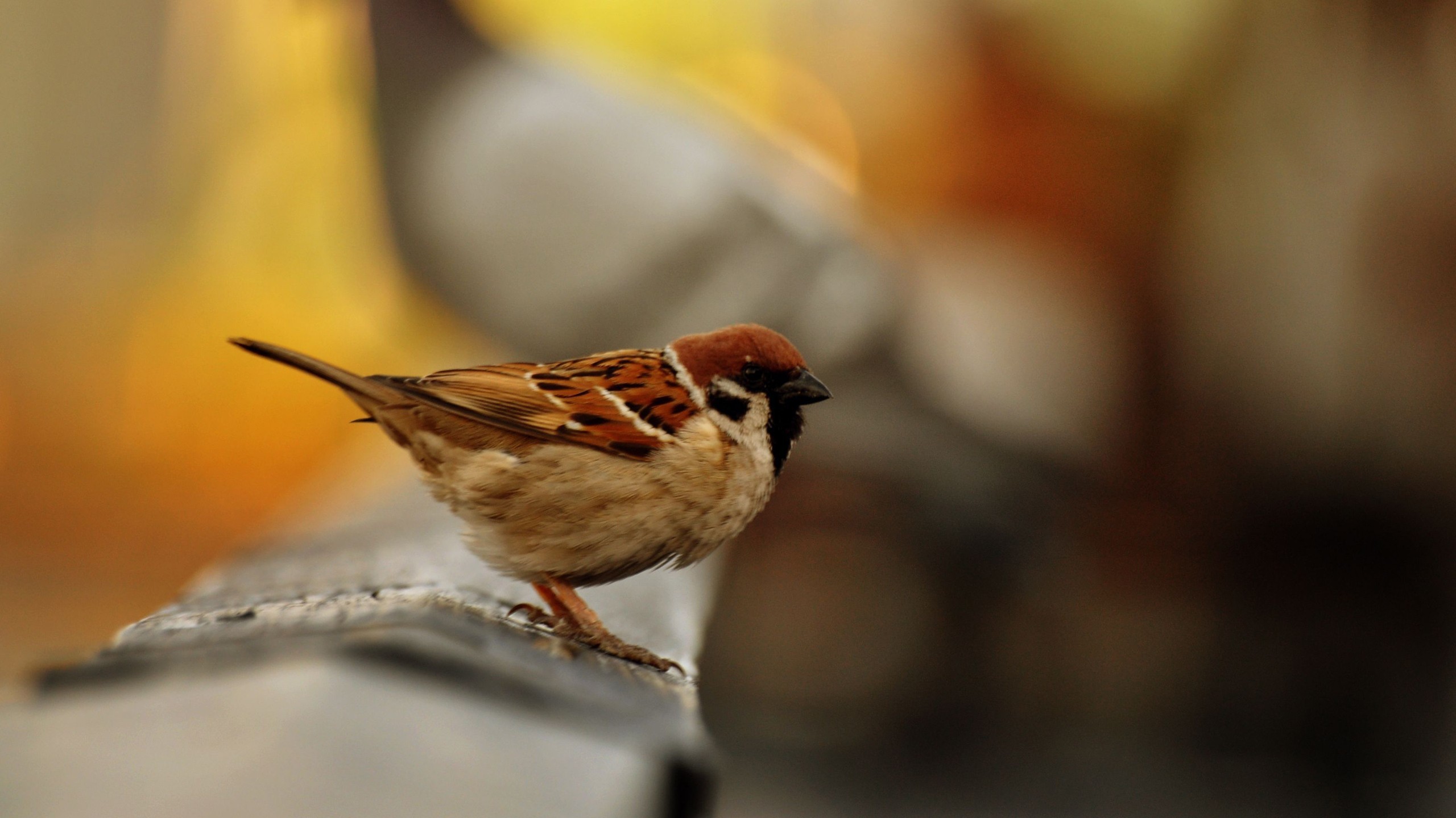 Urban sparrow photo