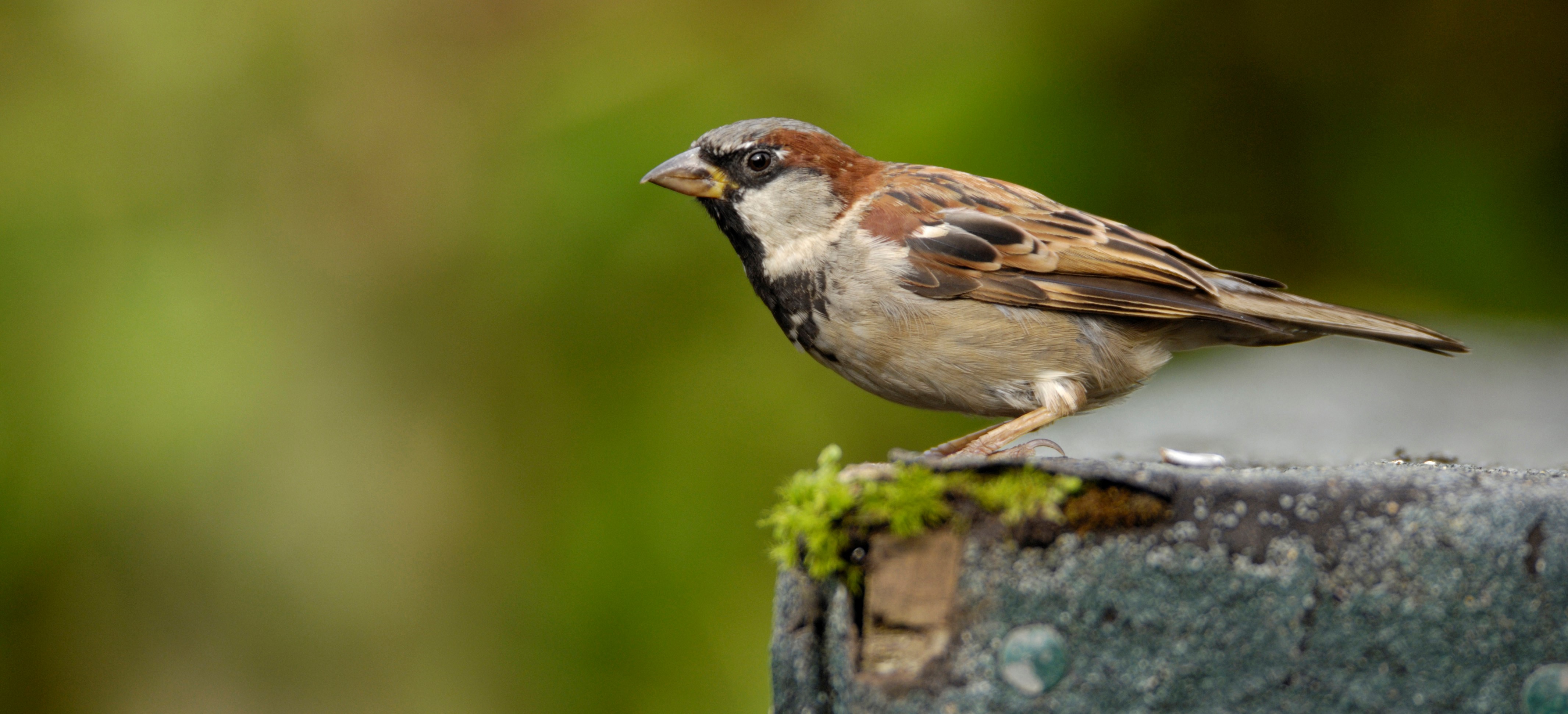Urban House Sparrows | Causes of Population Decline - The RSPB