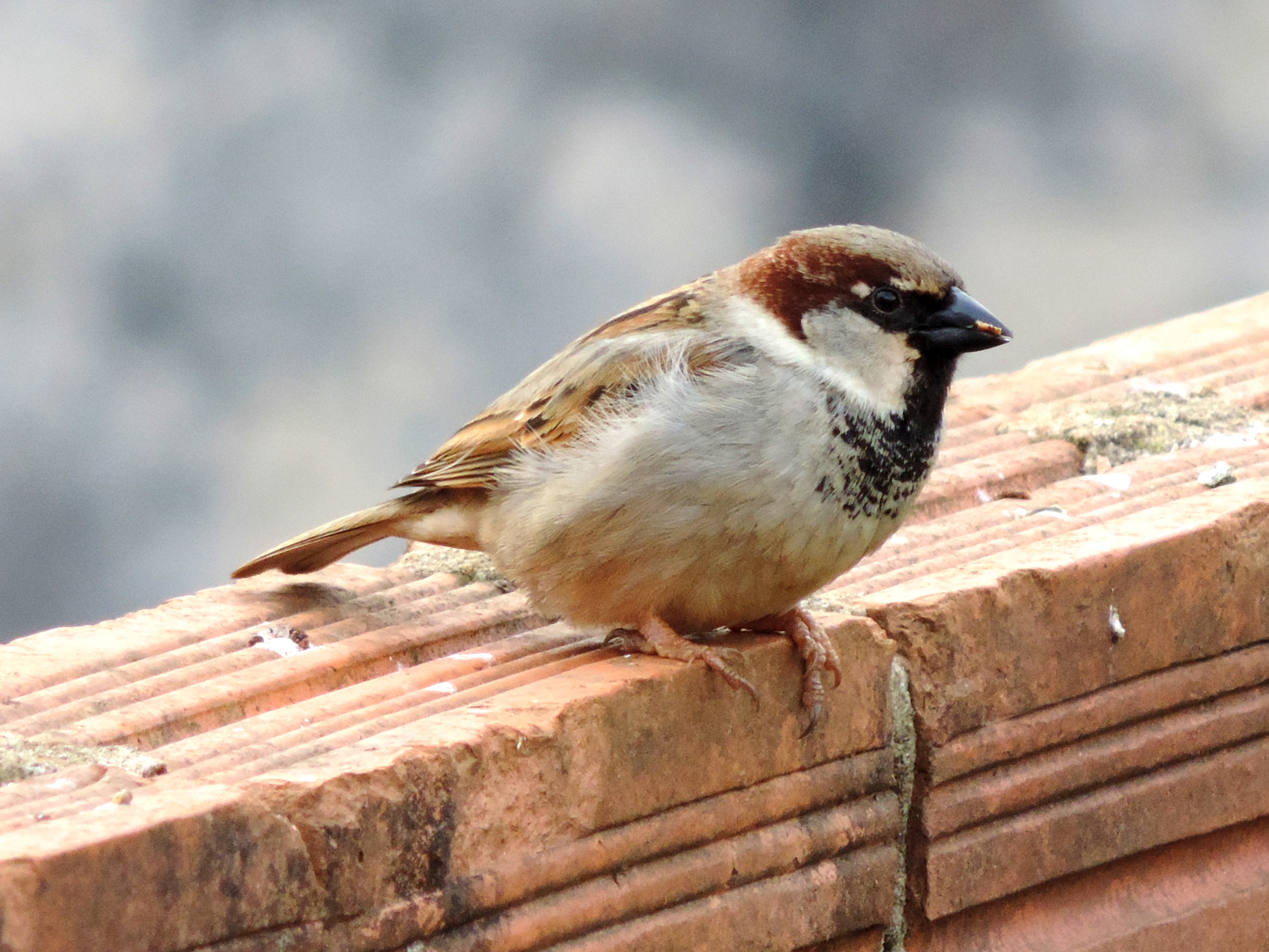 The Problem With Sparrows - Bird Deterrent Specialists