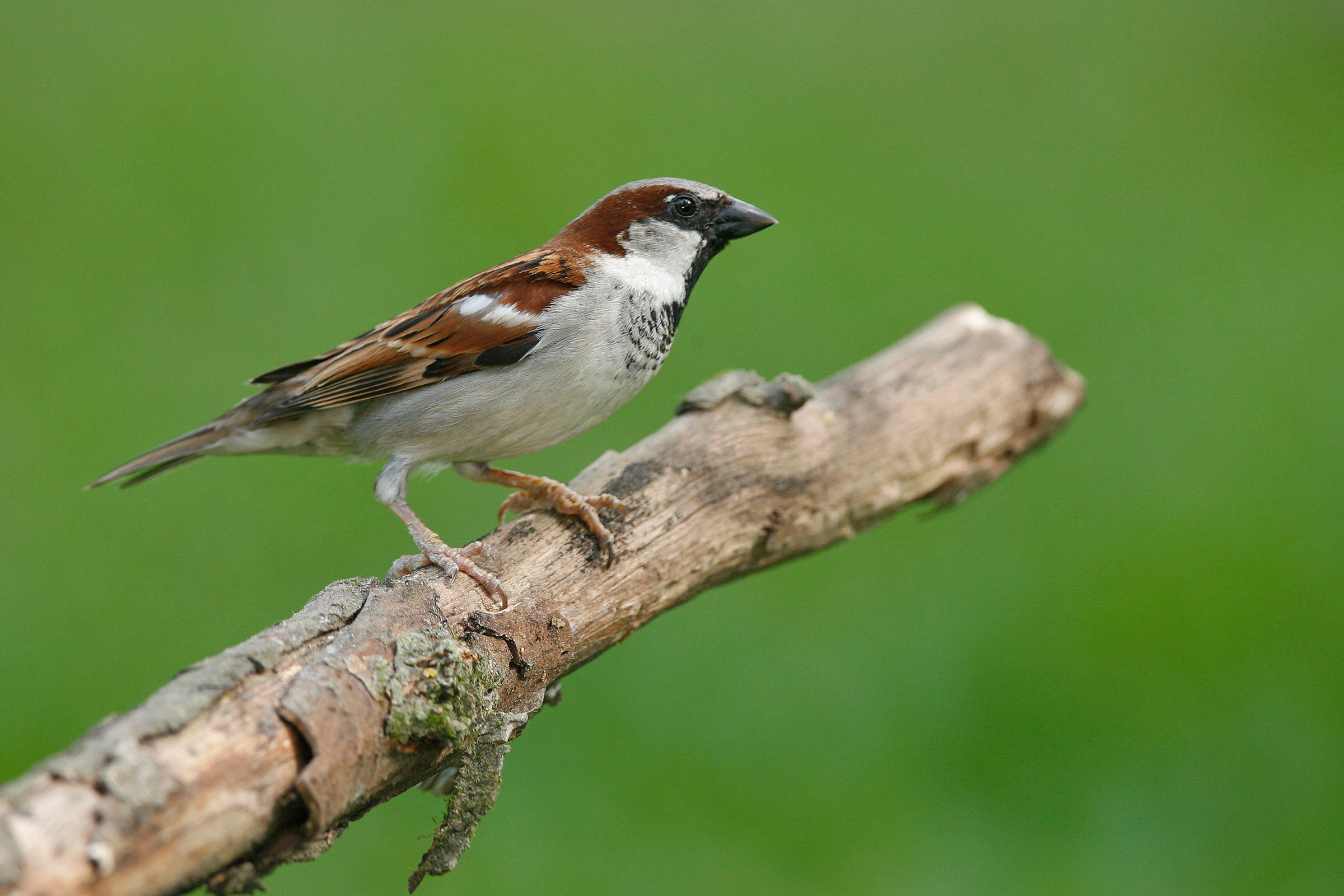 House Sparrow | Audubon Field Guide