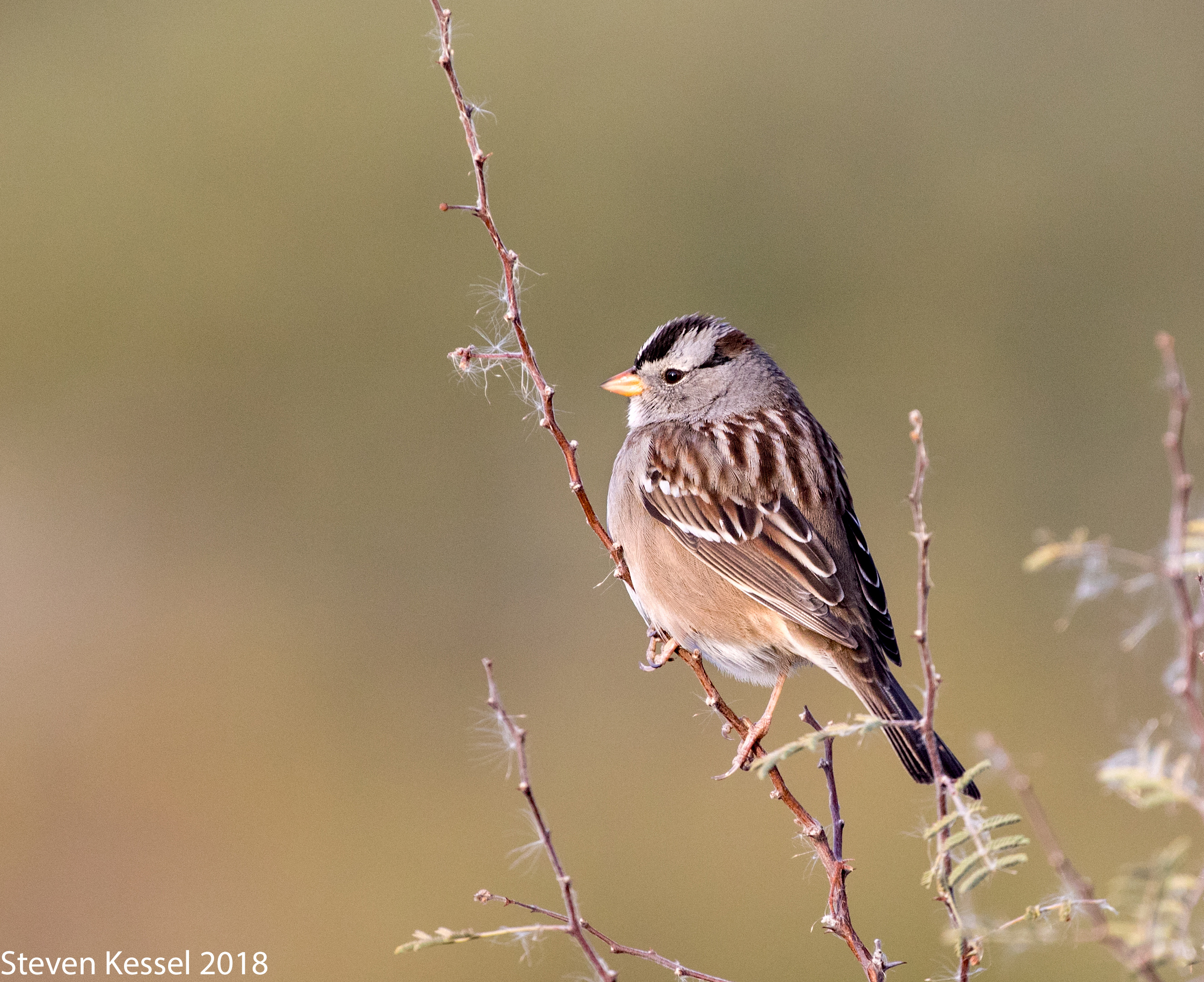 White-crowned Sparrow | Sonoran Images